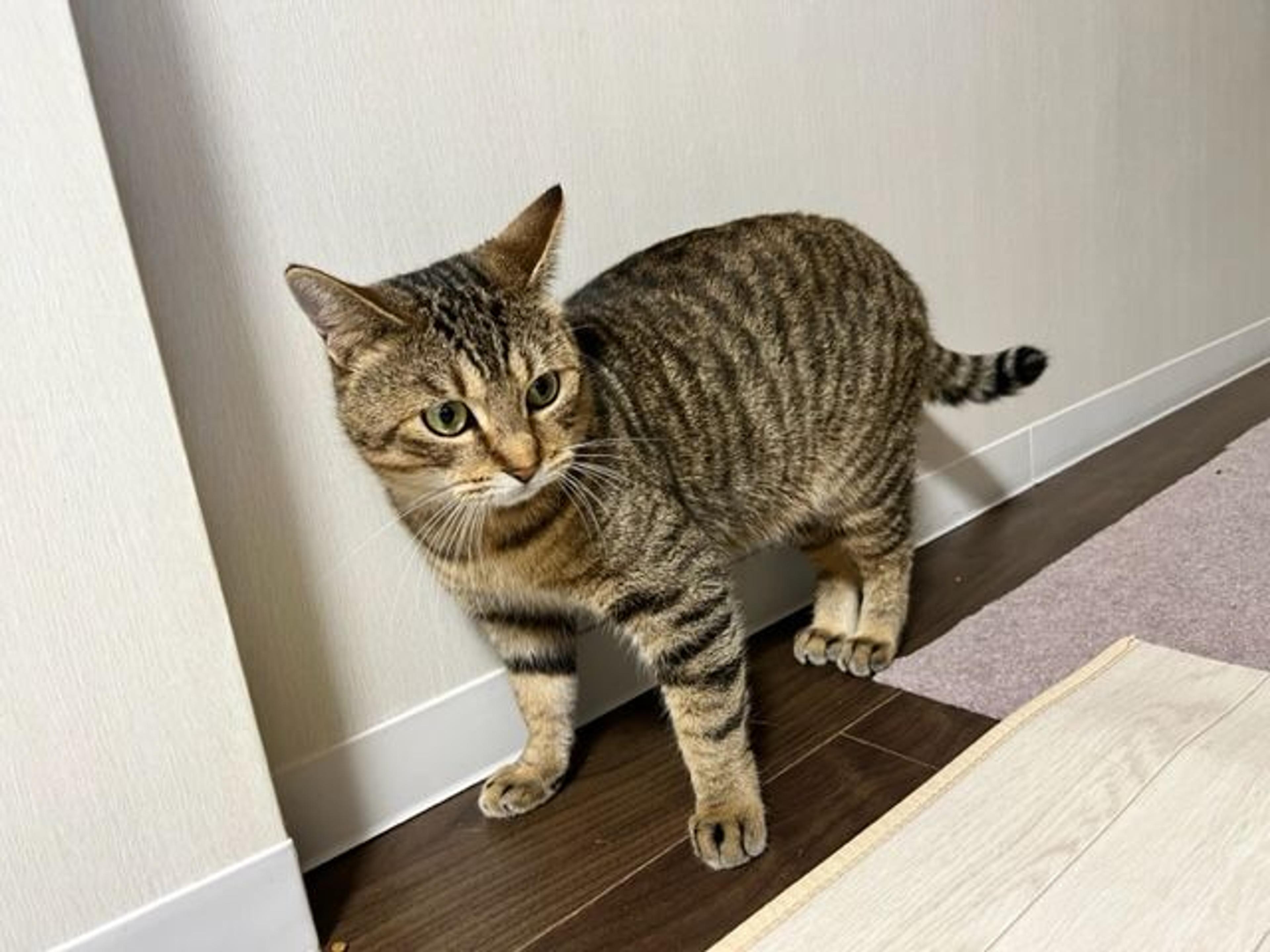 pet-image-5