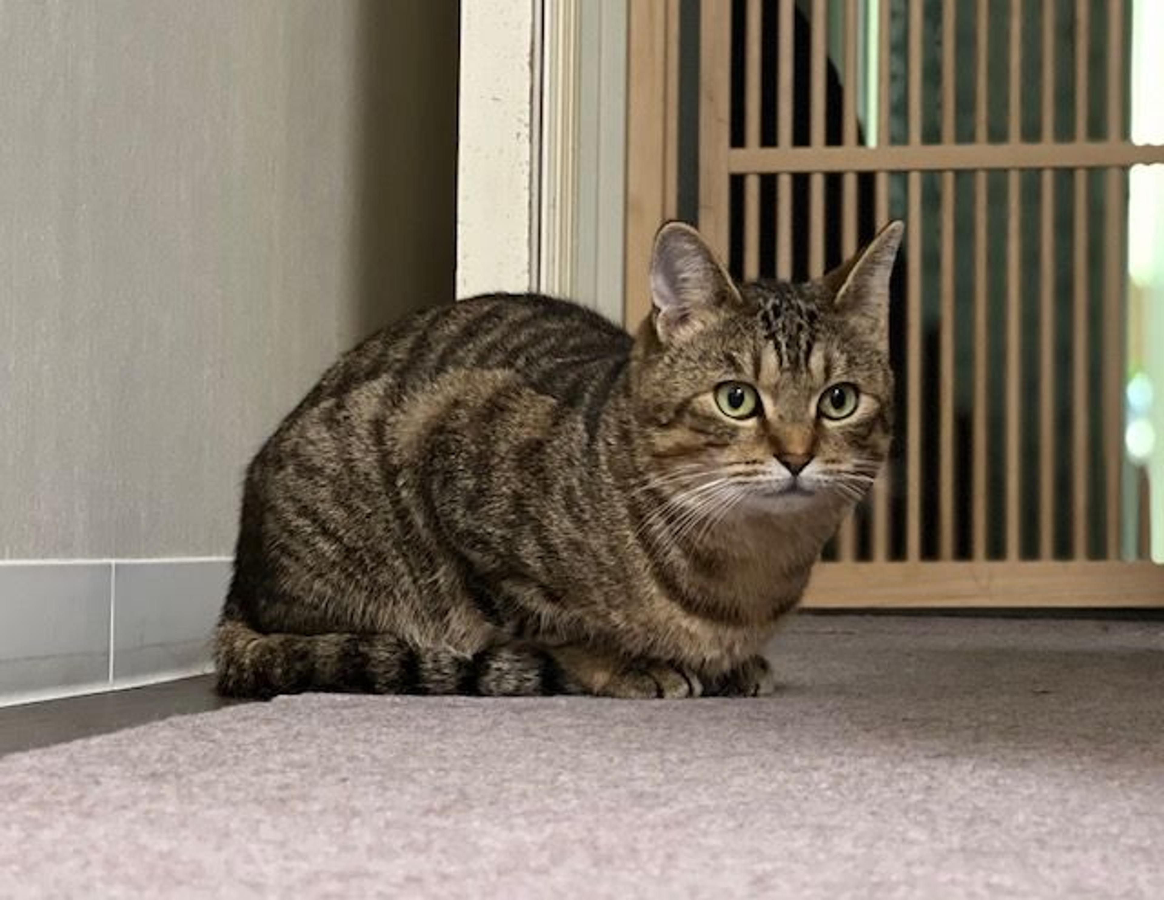 pet-image-6
