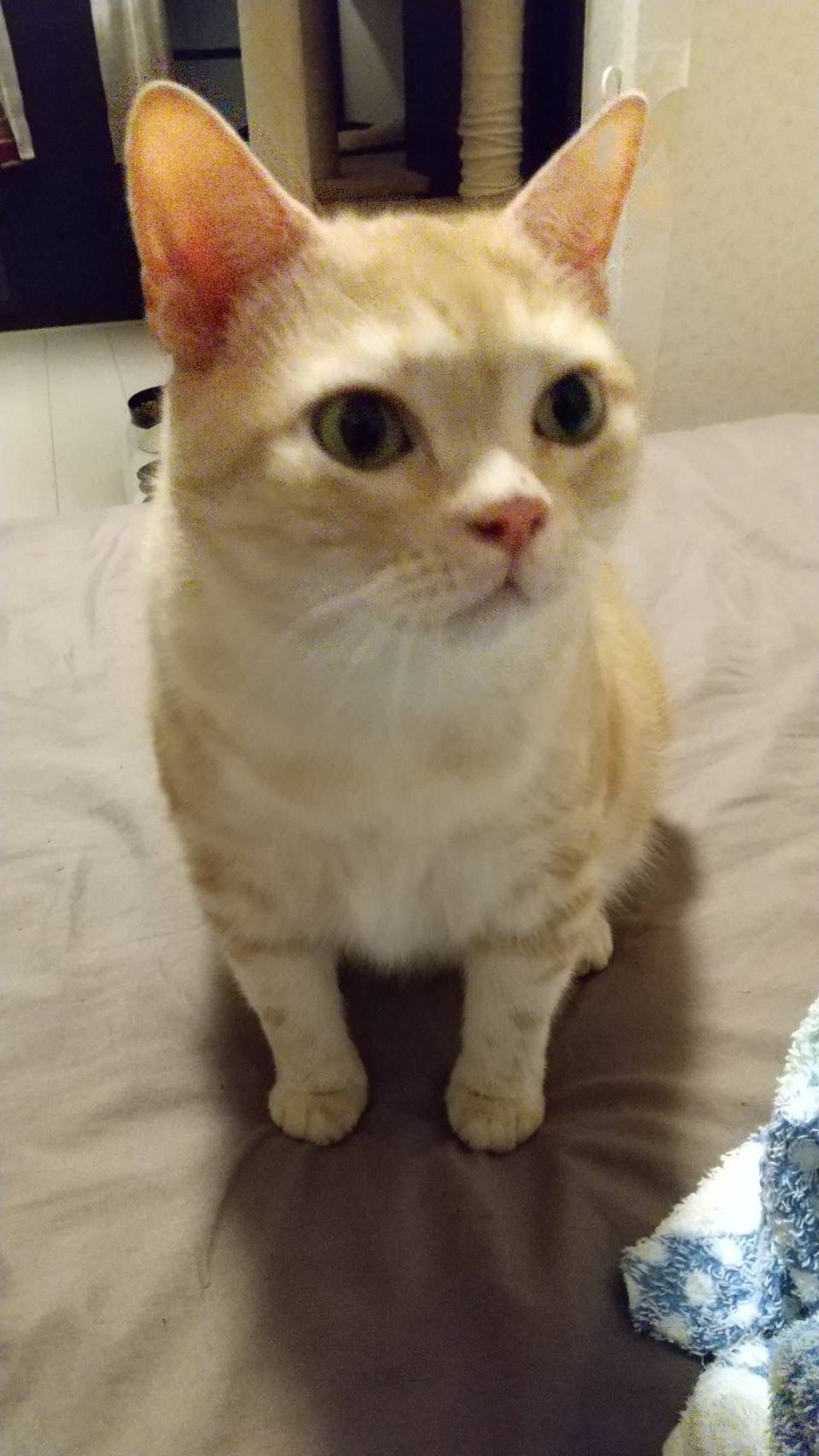 雑種（ミックス猫）・オスの里親募集の写真
