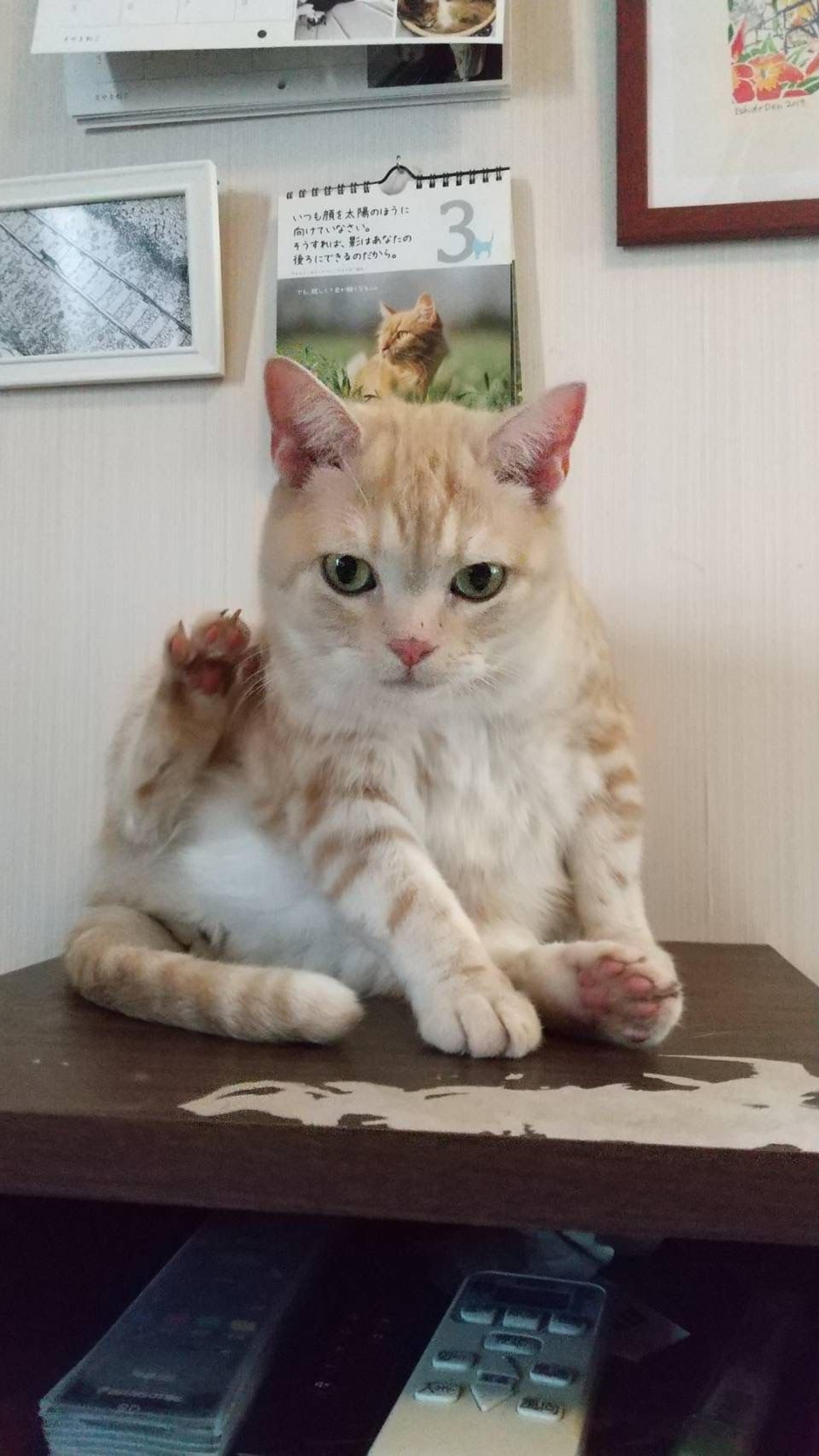 pet-image-2