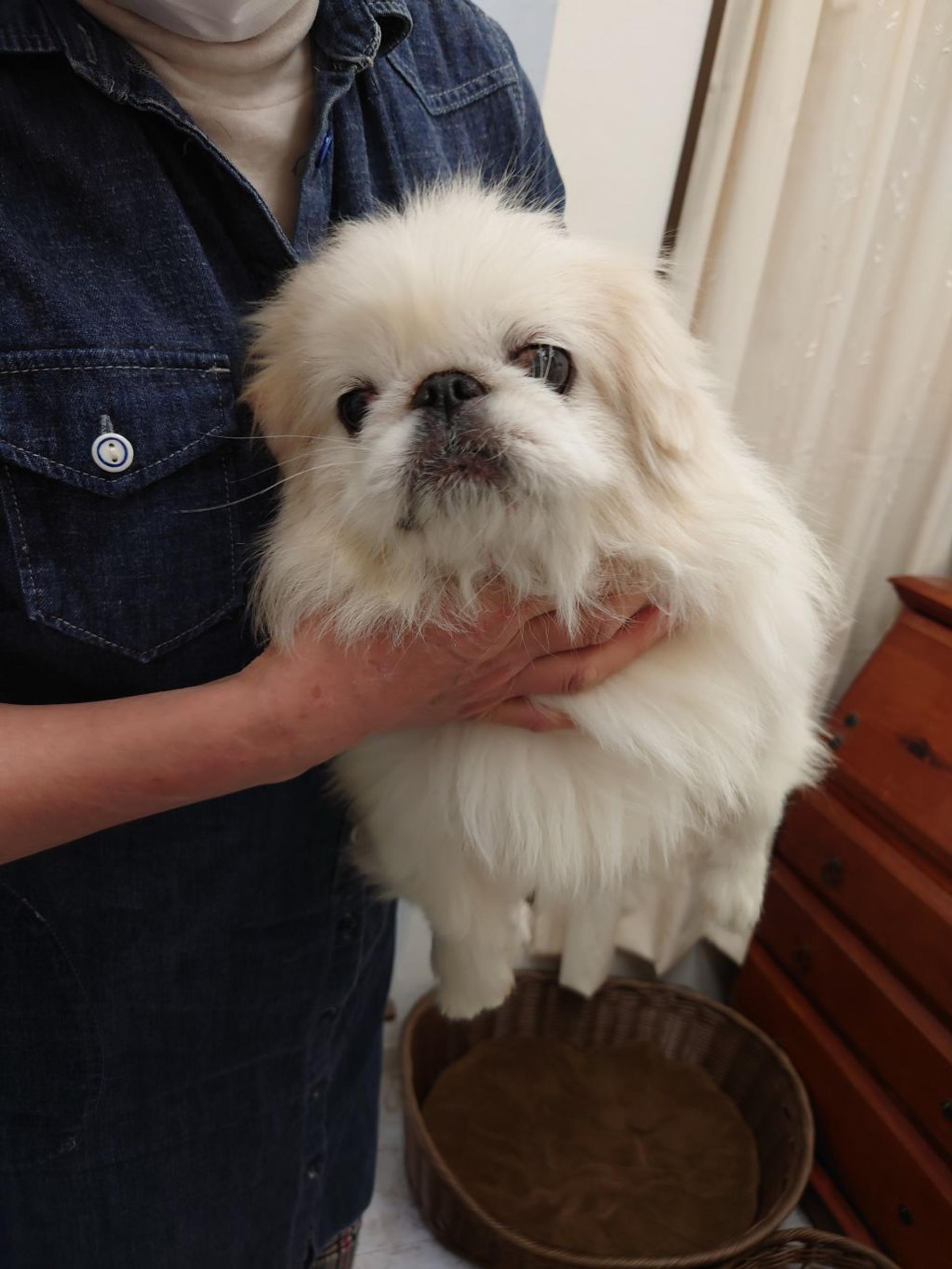 pet-image-2