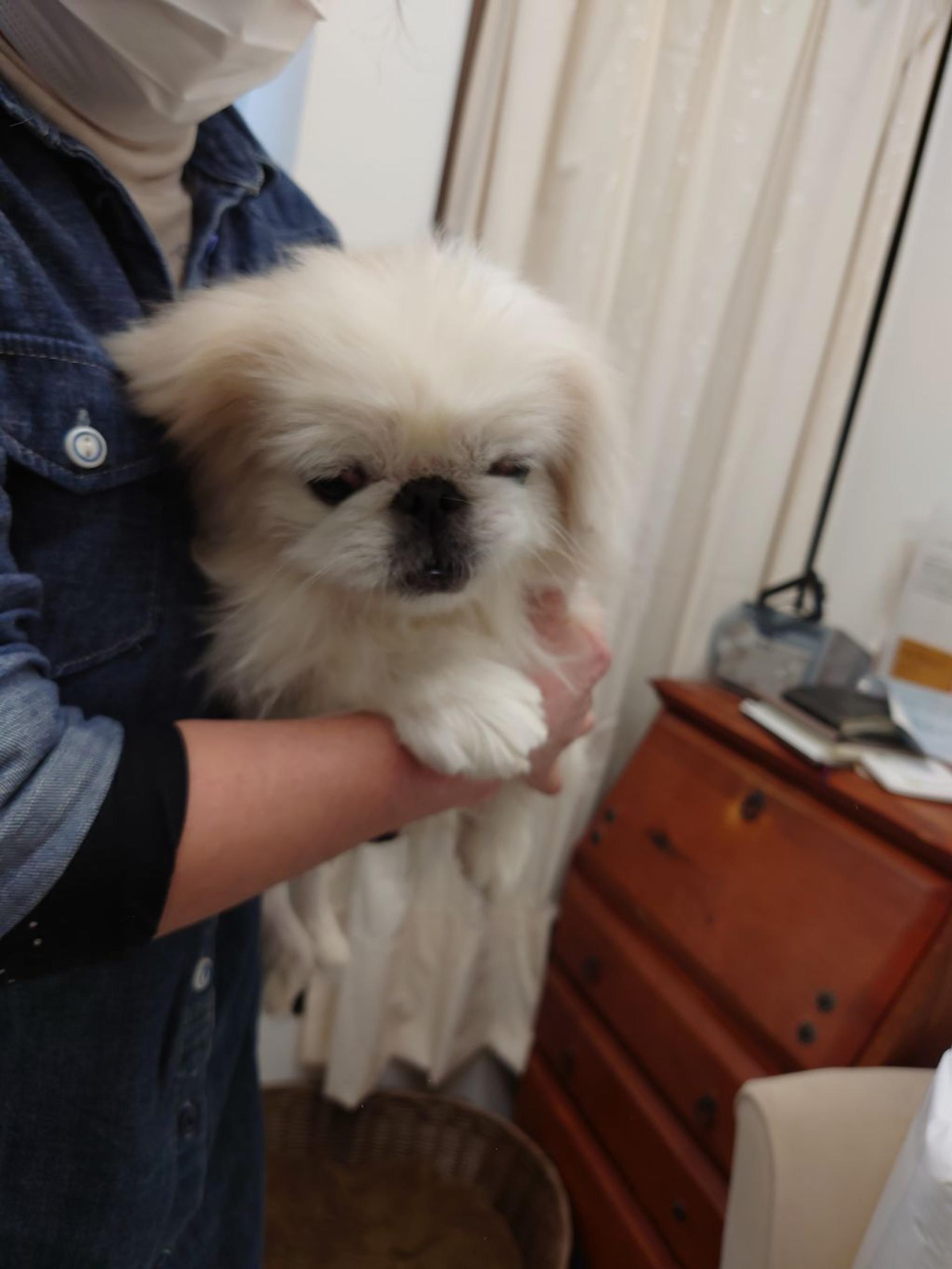 pet-image-4