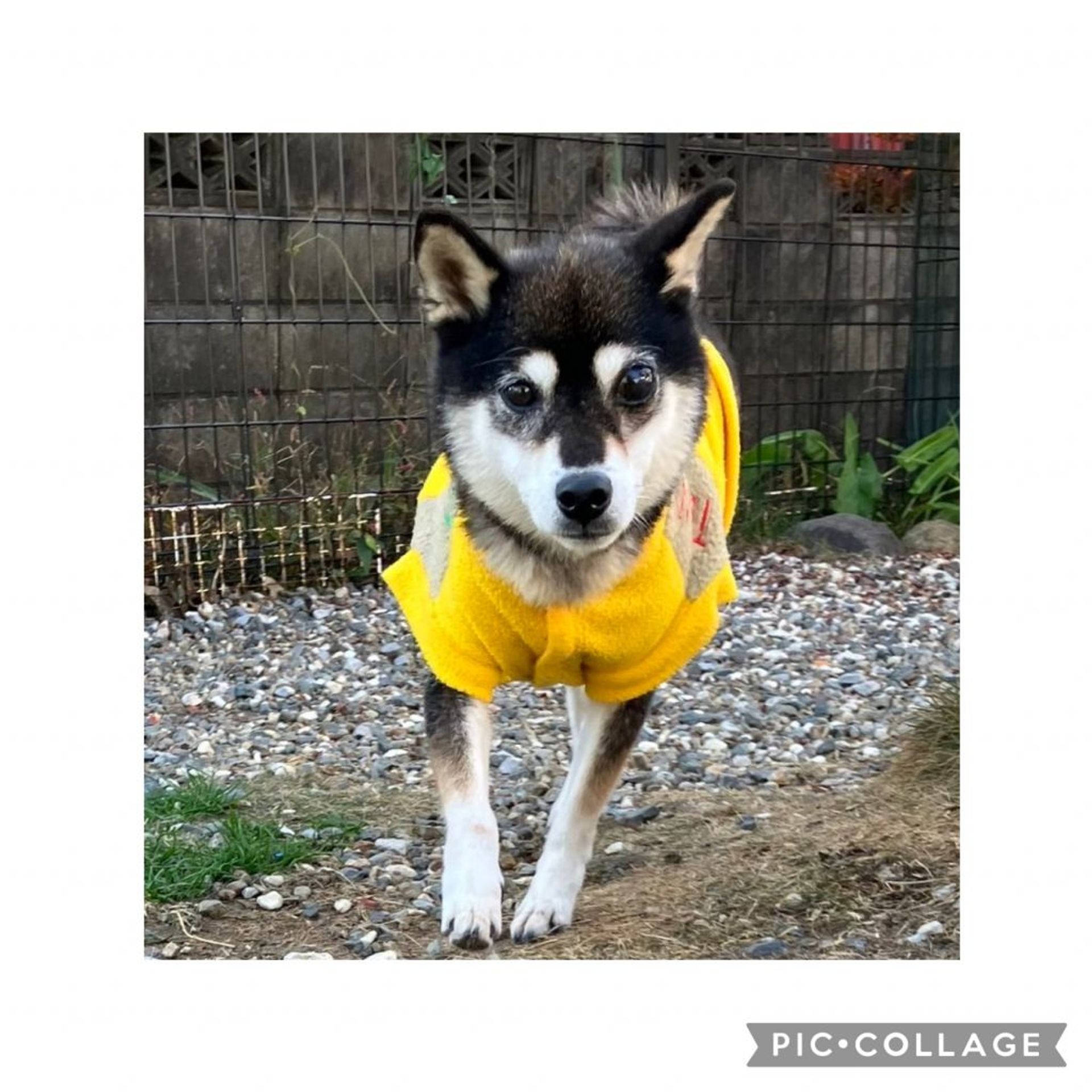 柴犬・メスの里親募集の写真