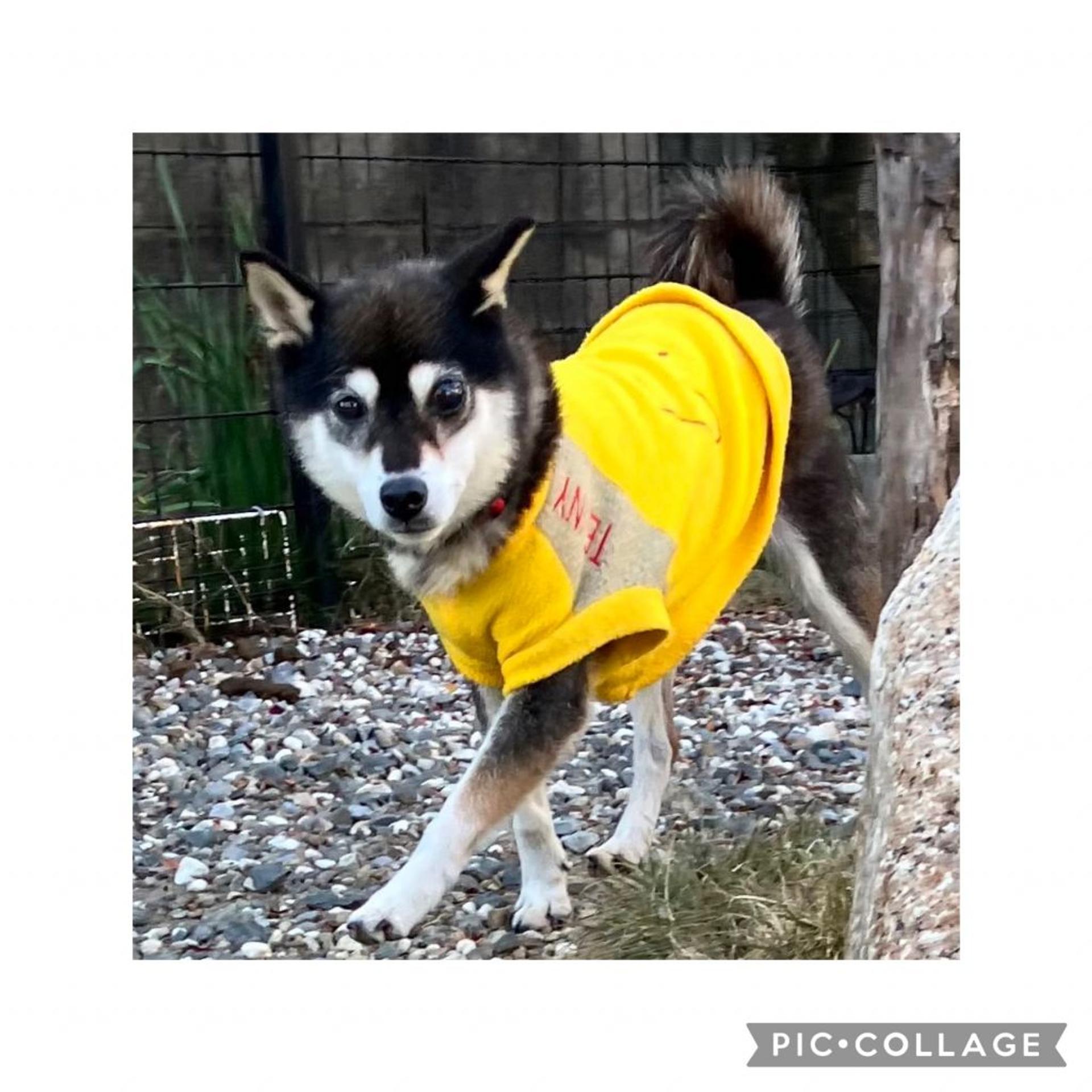 pet-image-2