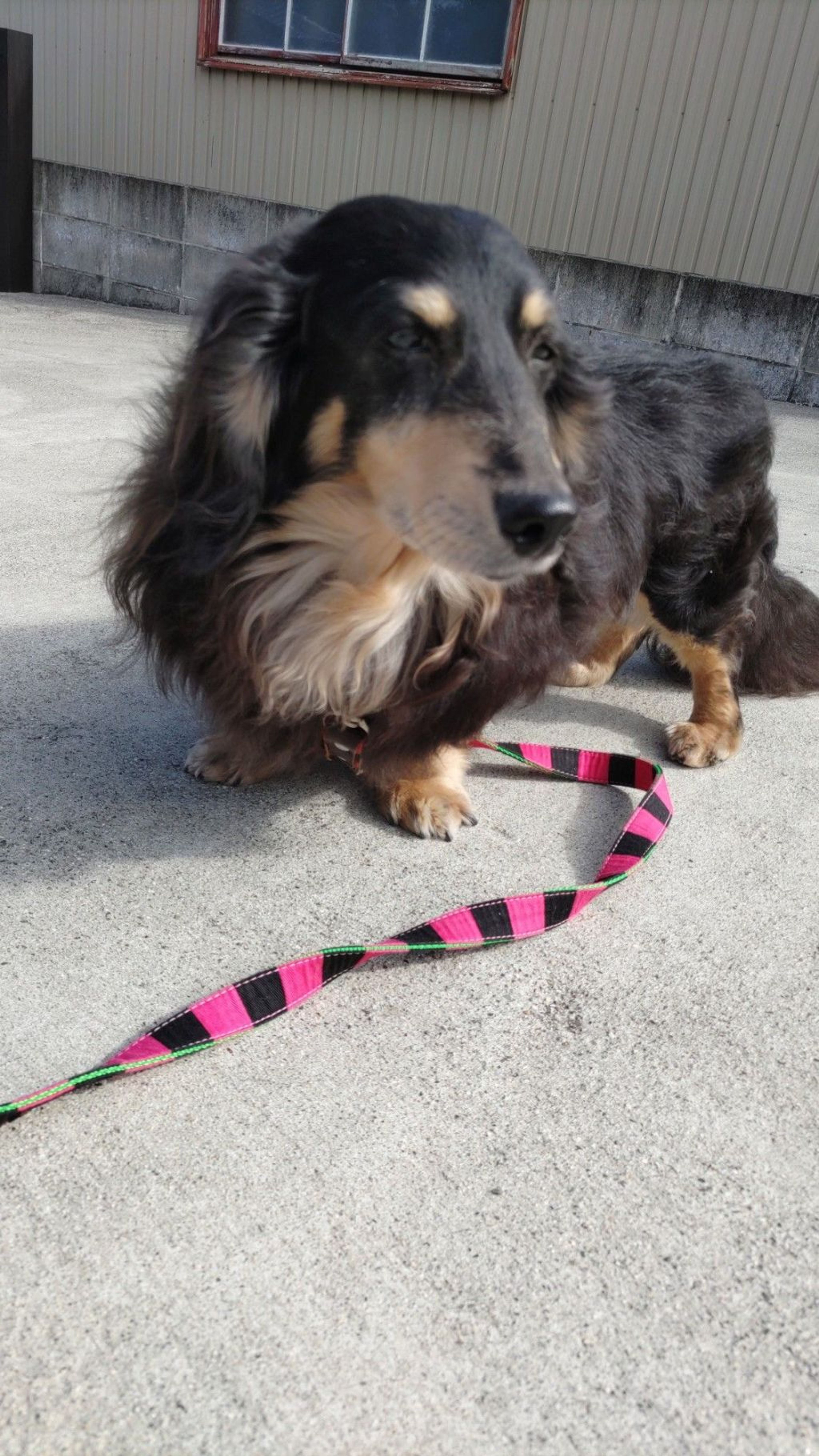 pet-image-2