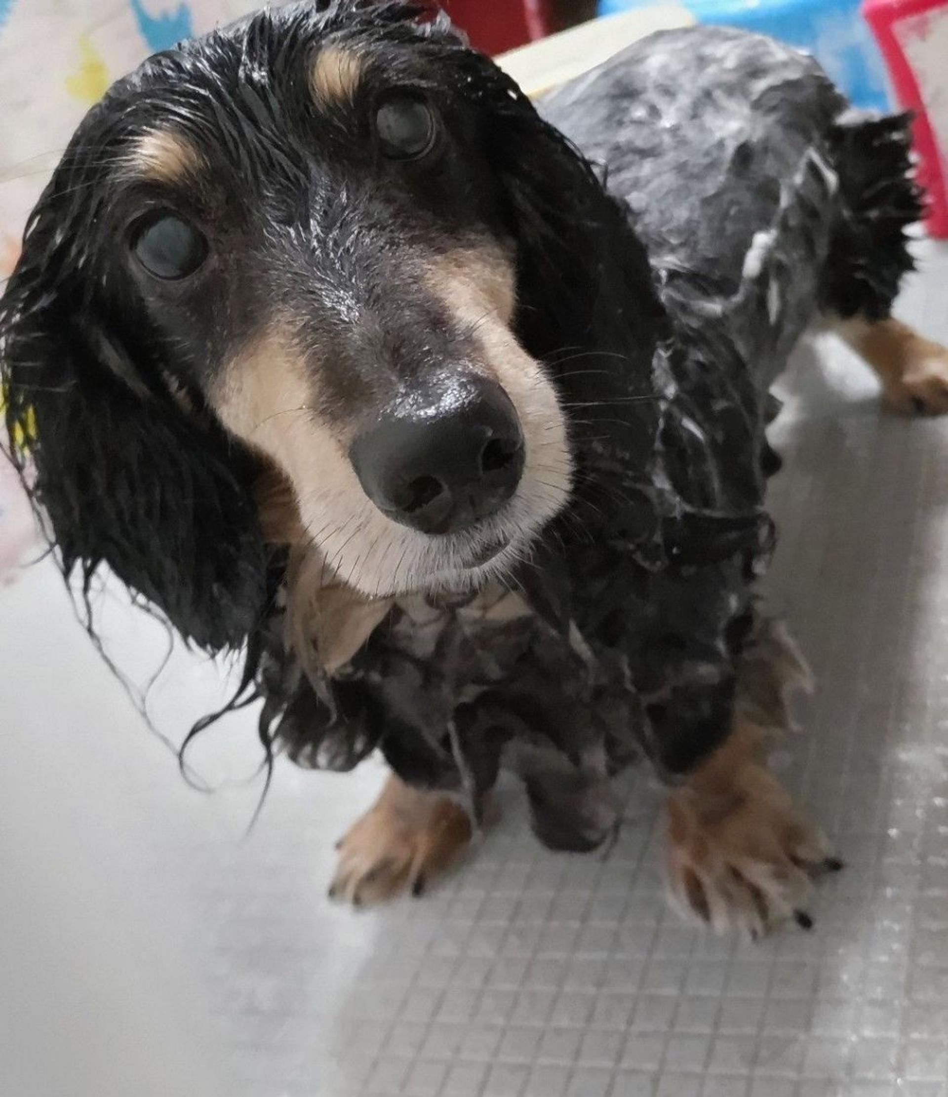 pet-image-4