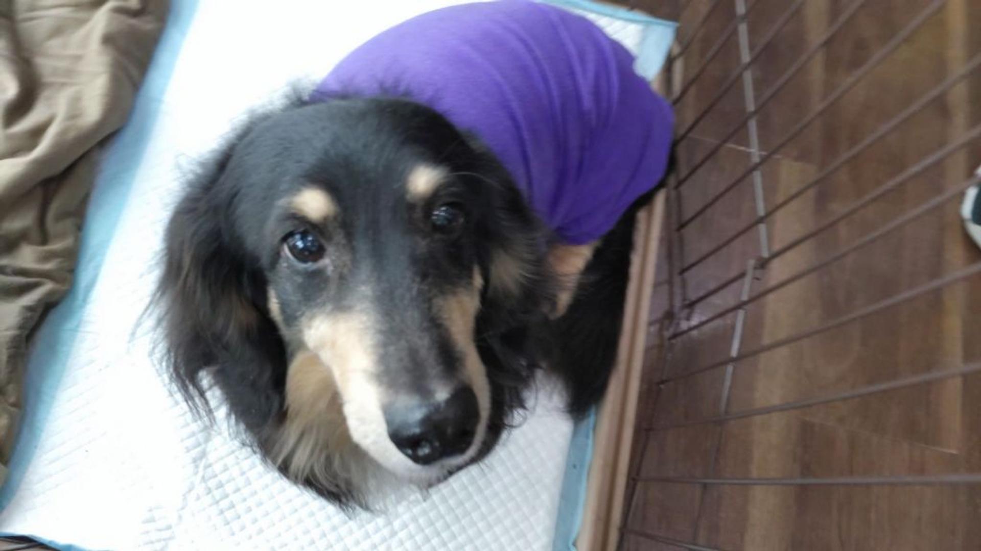 pet-image-6