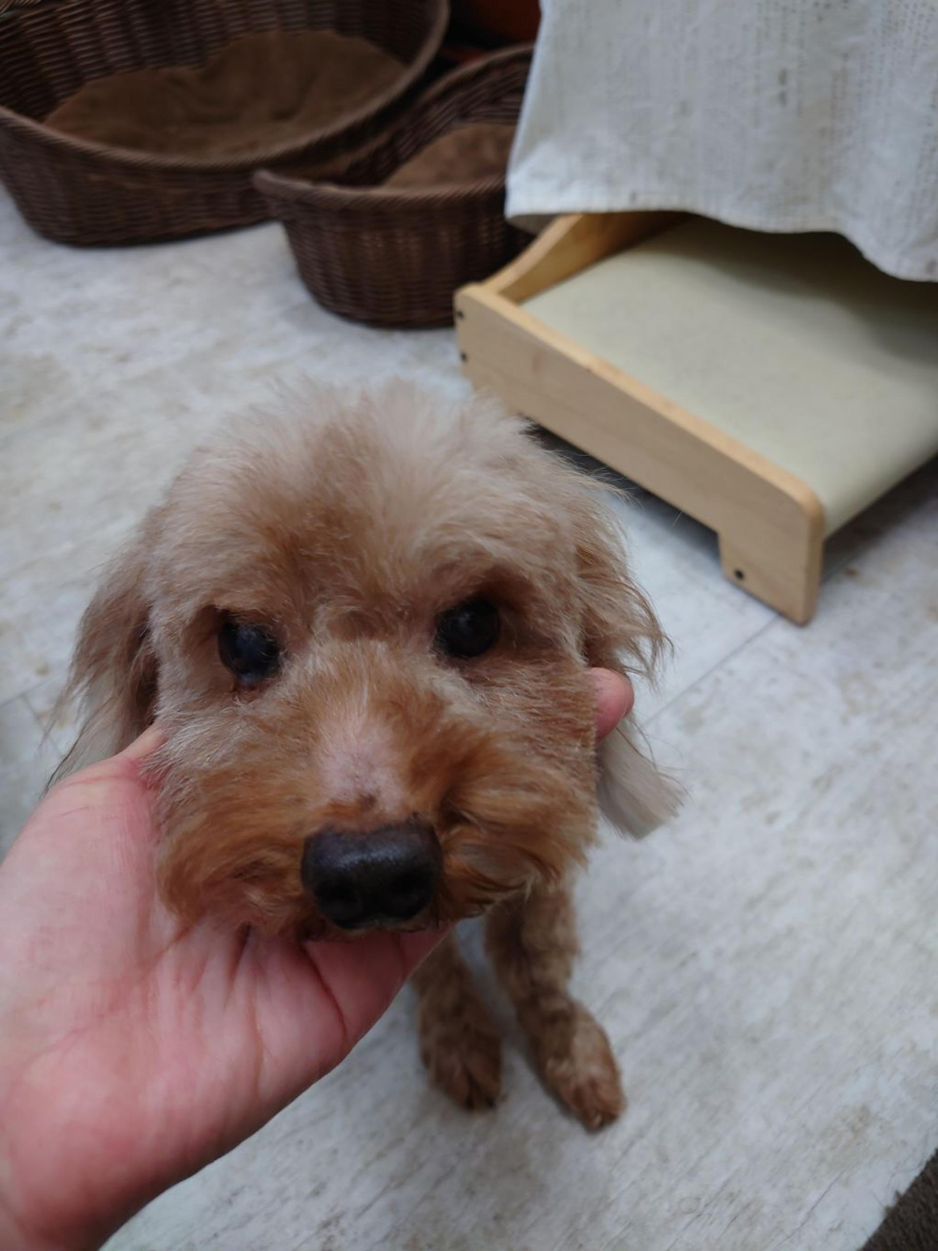 pet-image-4