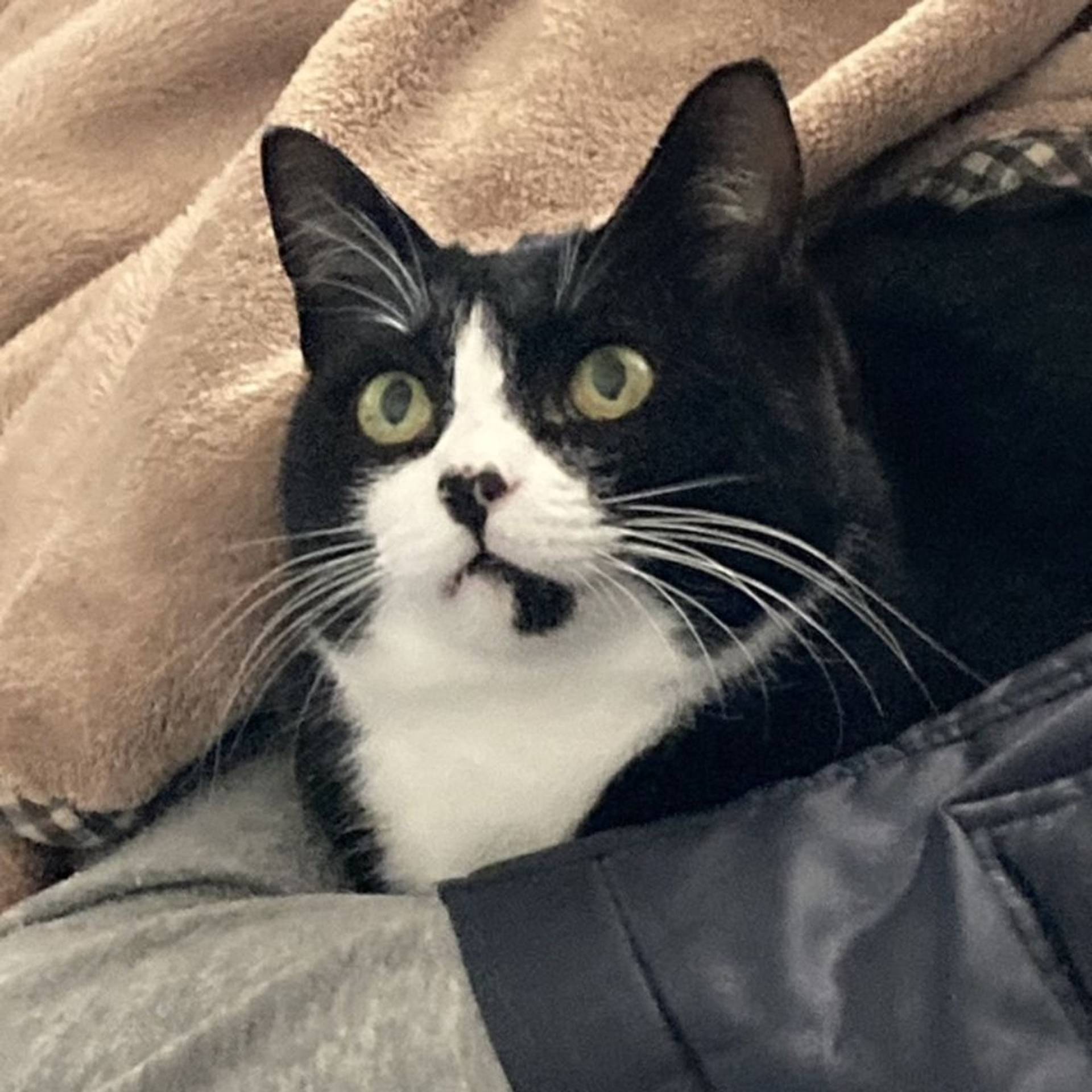 雑種（ミックス猫）・メスの里親募集の写真