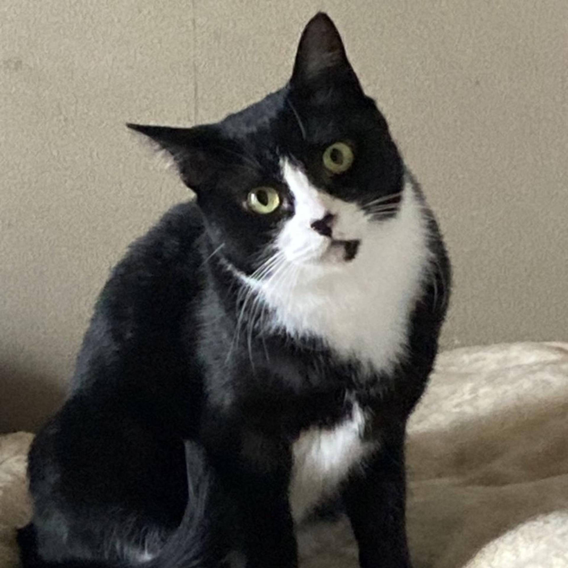 pet-image-2