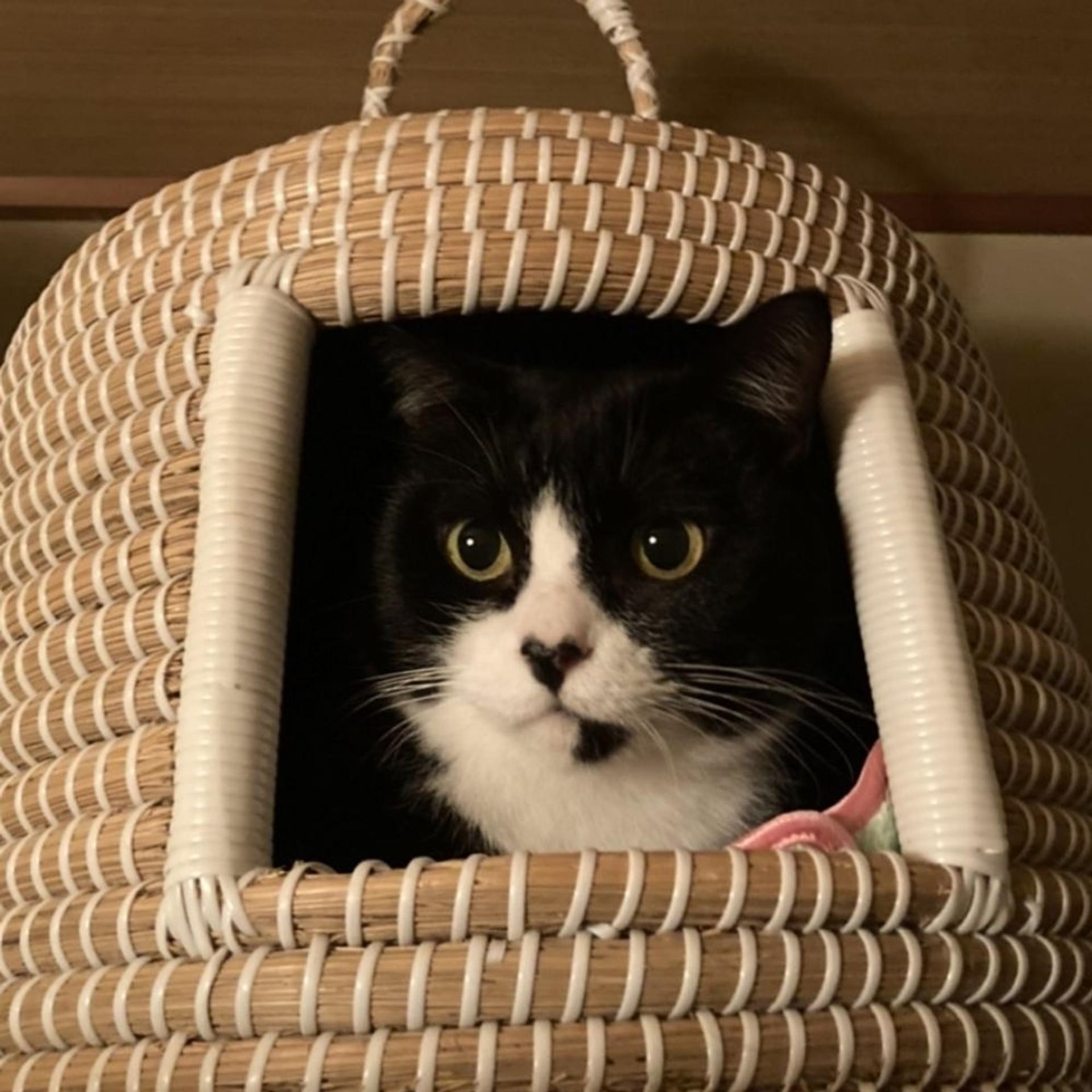 pet-image-6