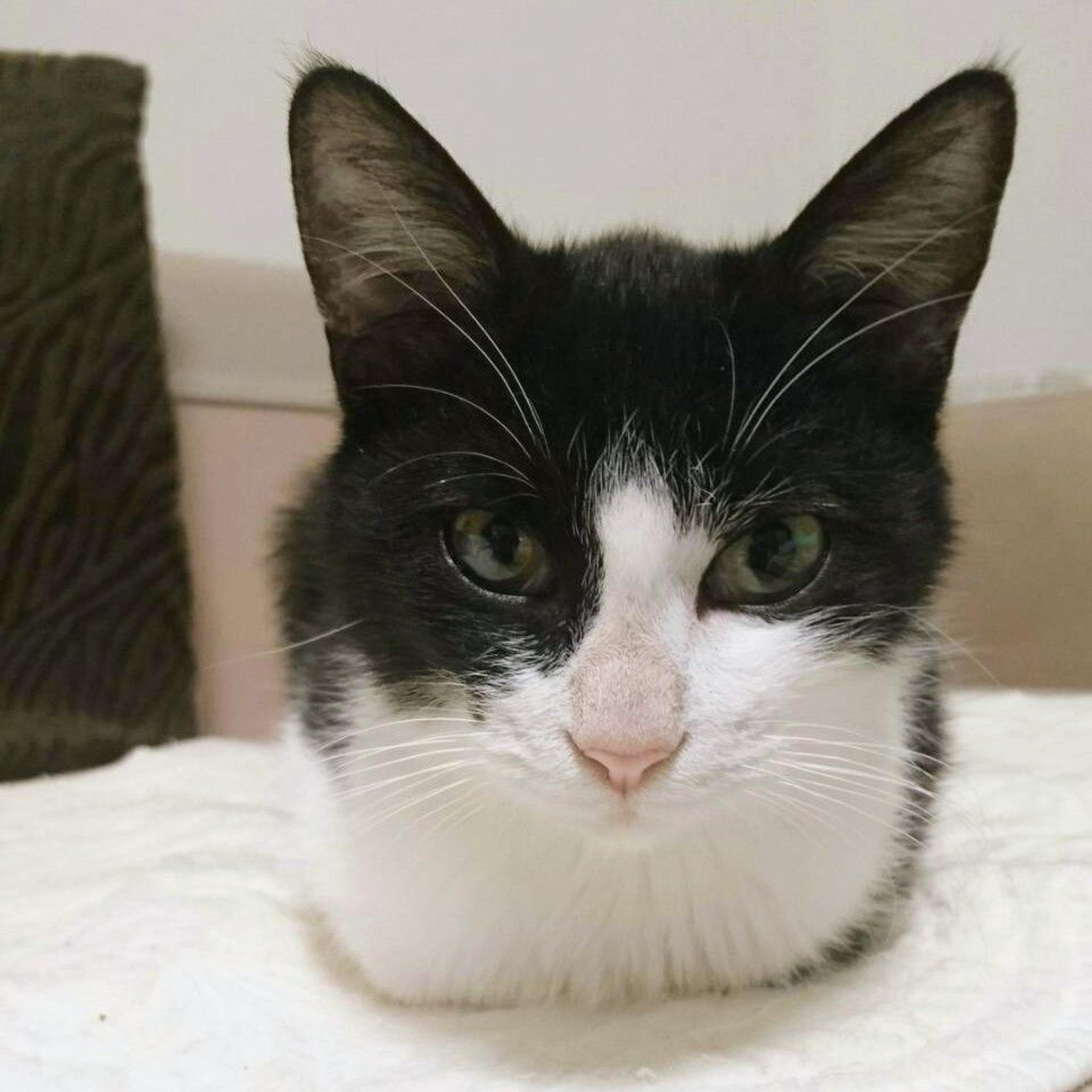 pet-image-2