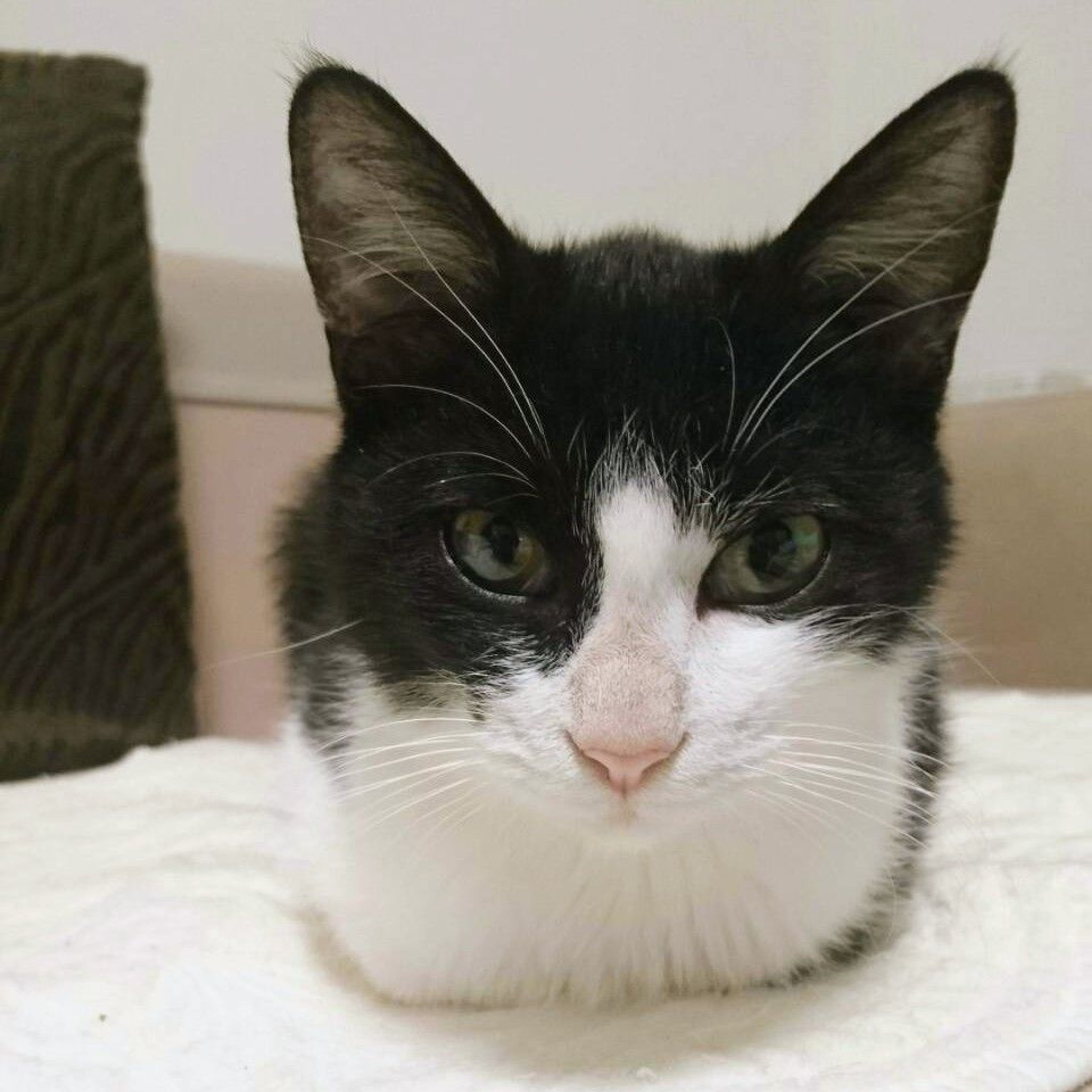 pet-image-2
