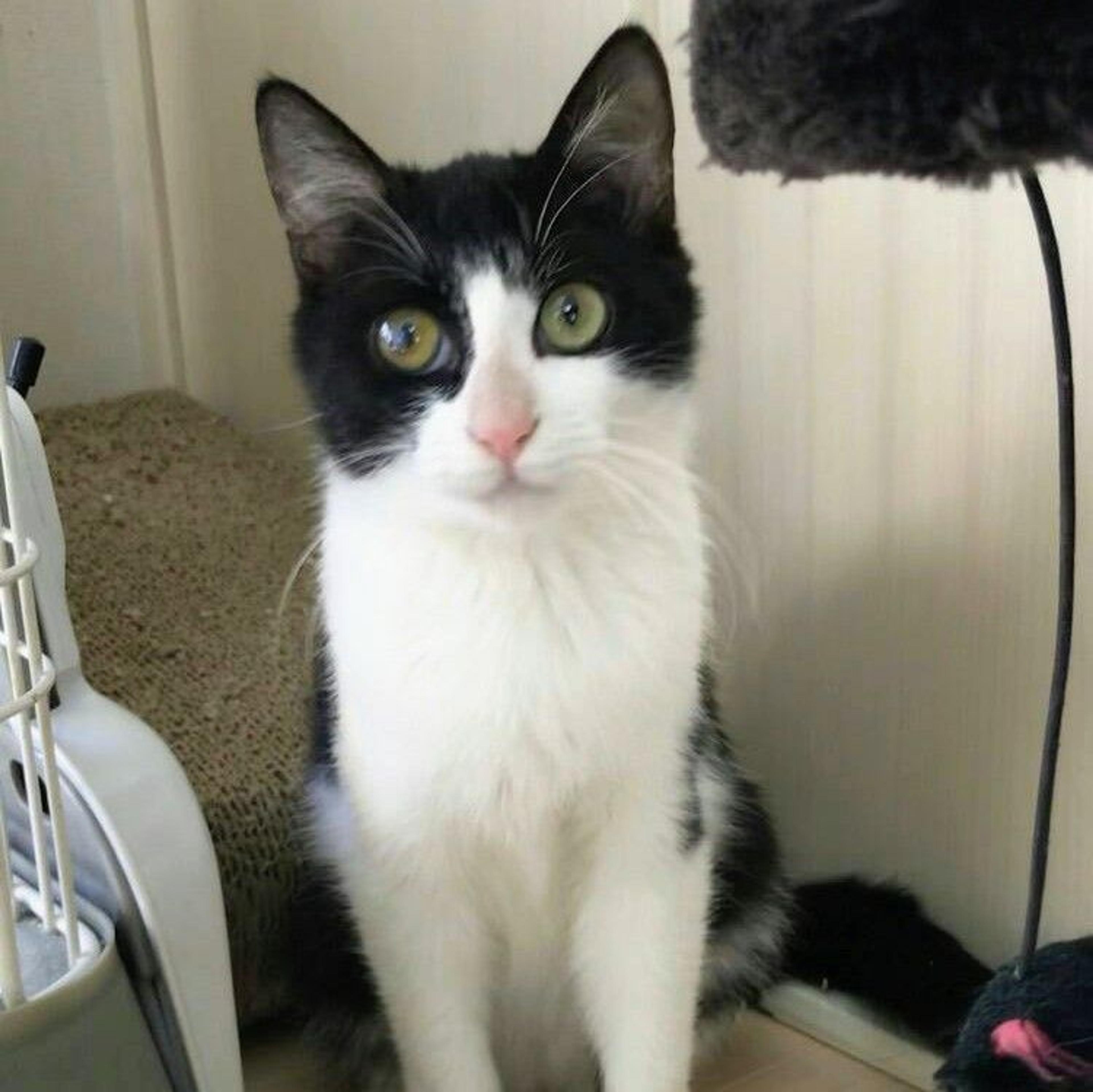 pet-image-3