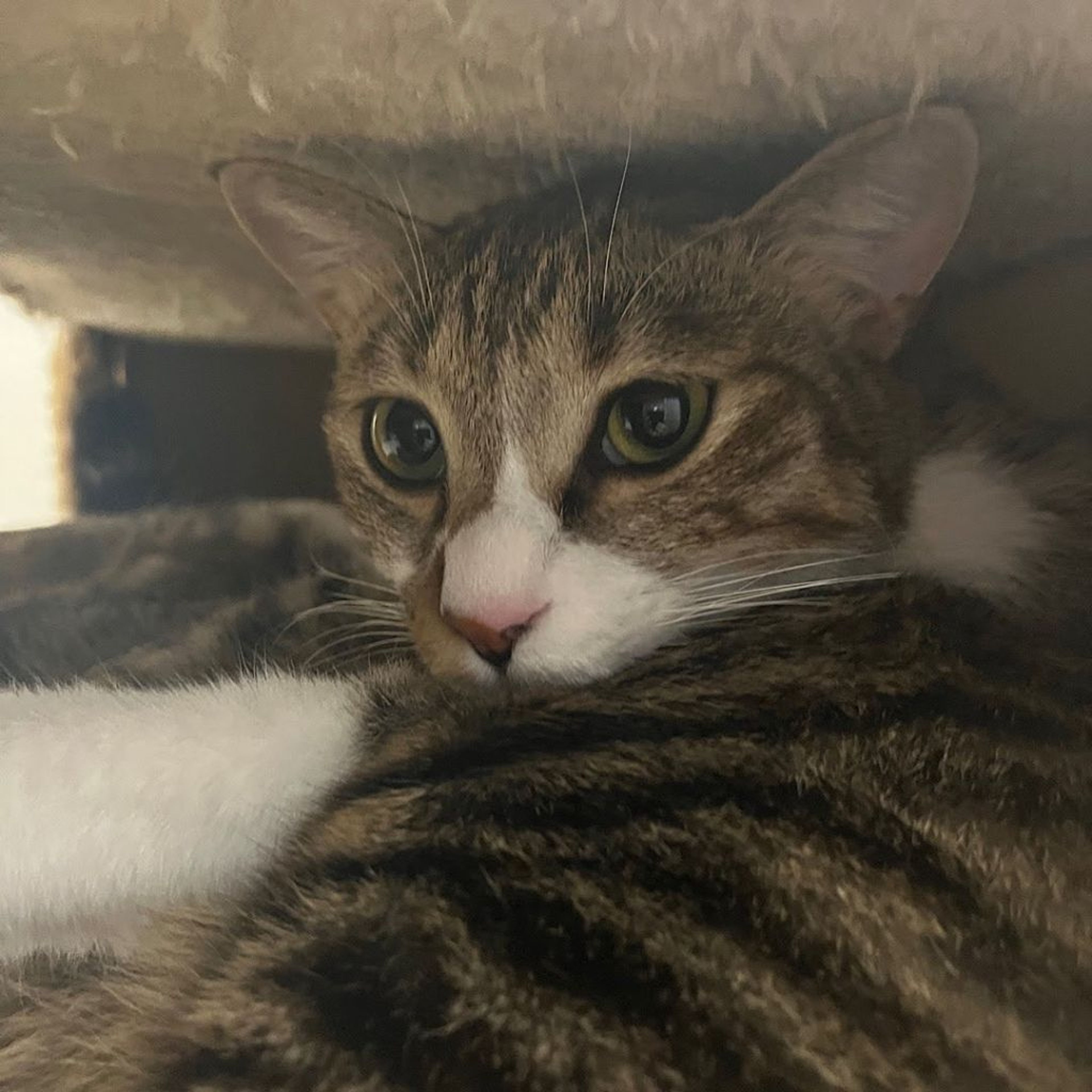 pet-image-2