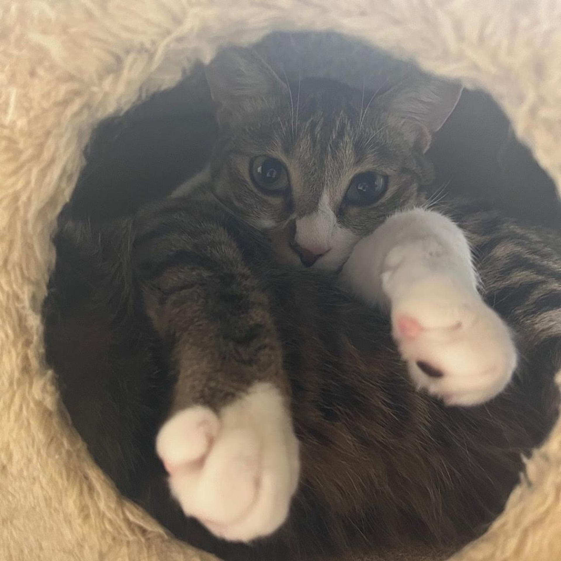 pet-image-3