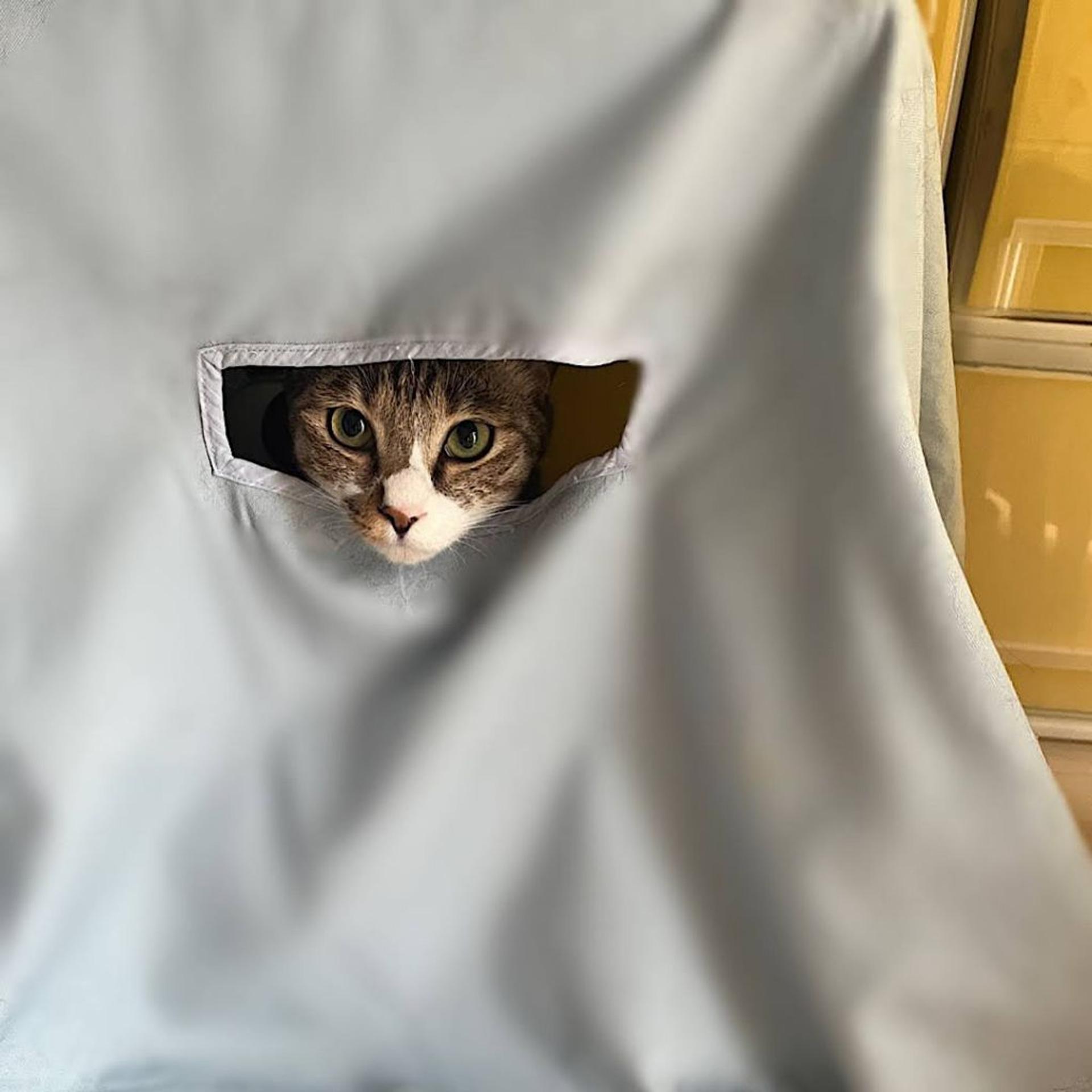 pet-image-4