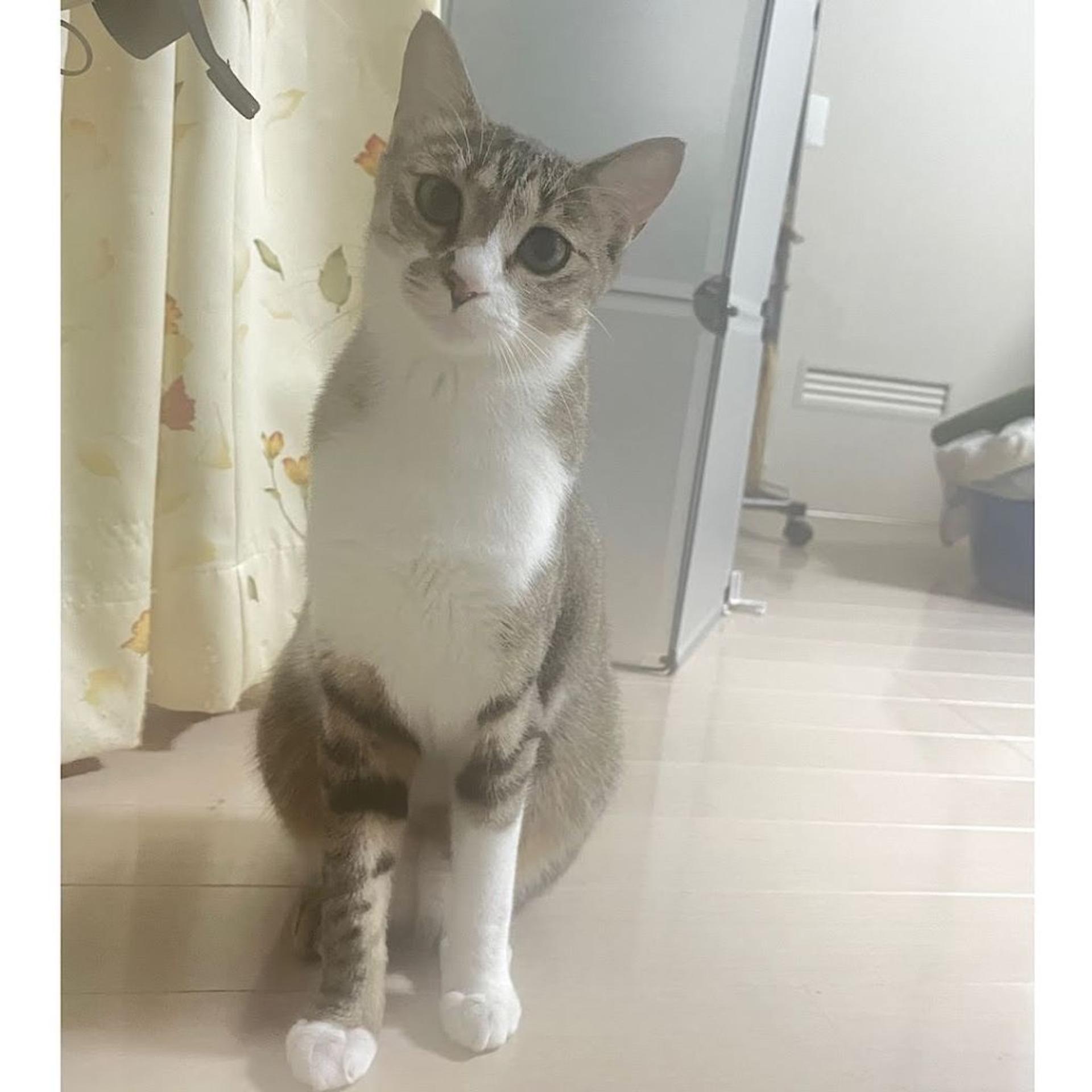 pet-image-5