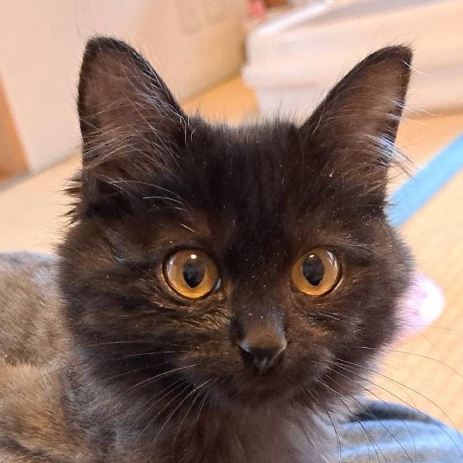雑種（ミックス猫）・メスの里親募集の写真