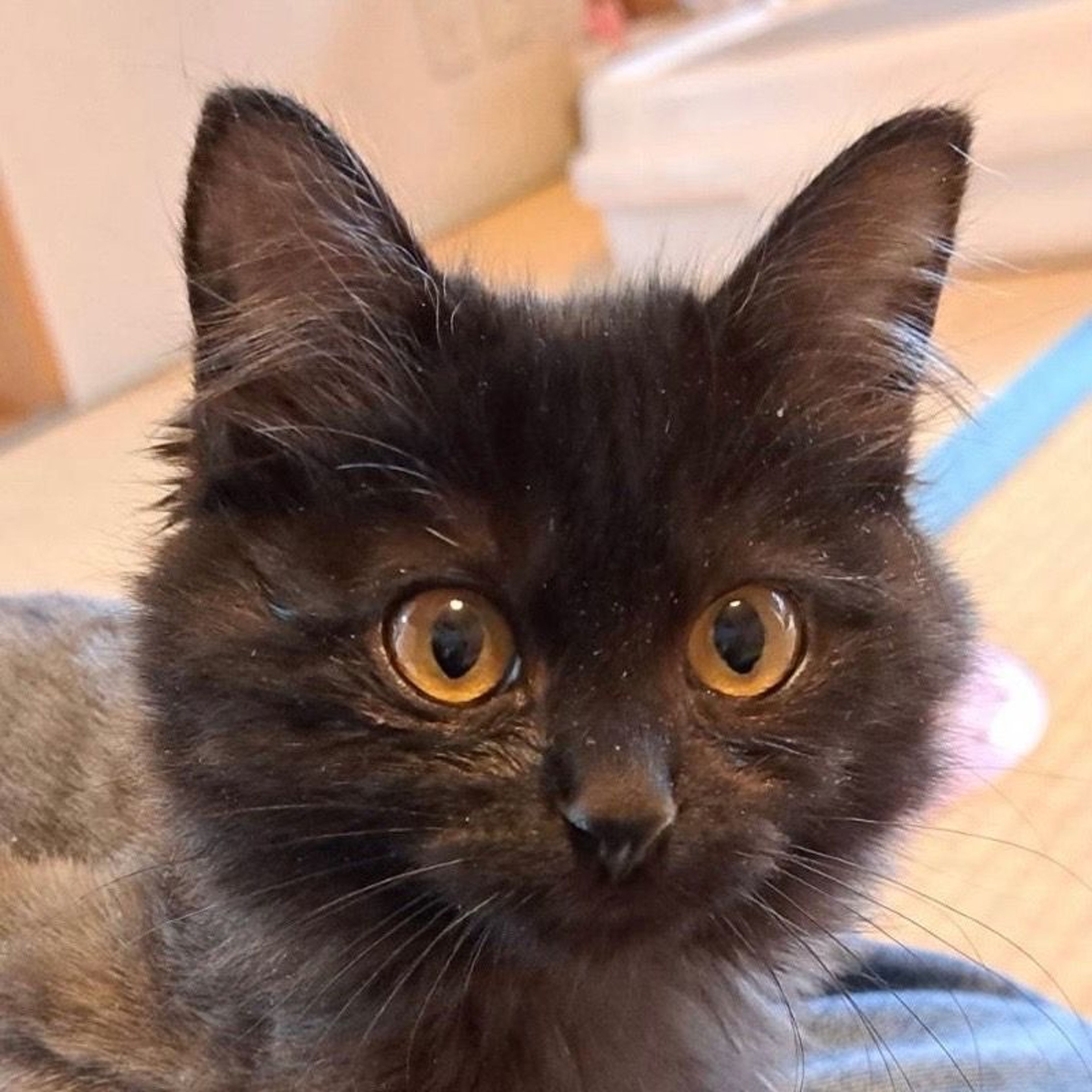 雑種（ミックス猫）・メスの里親募集の写真