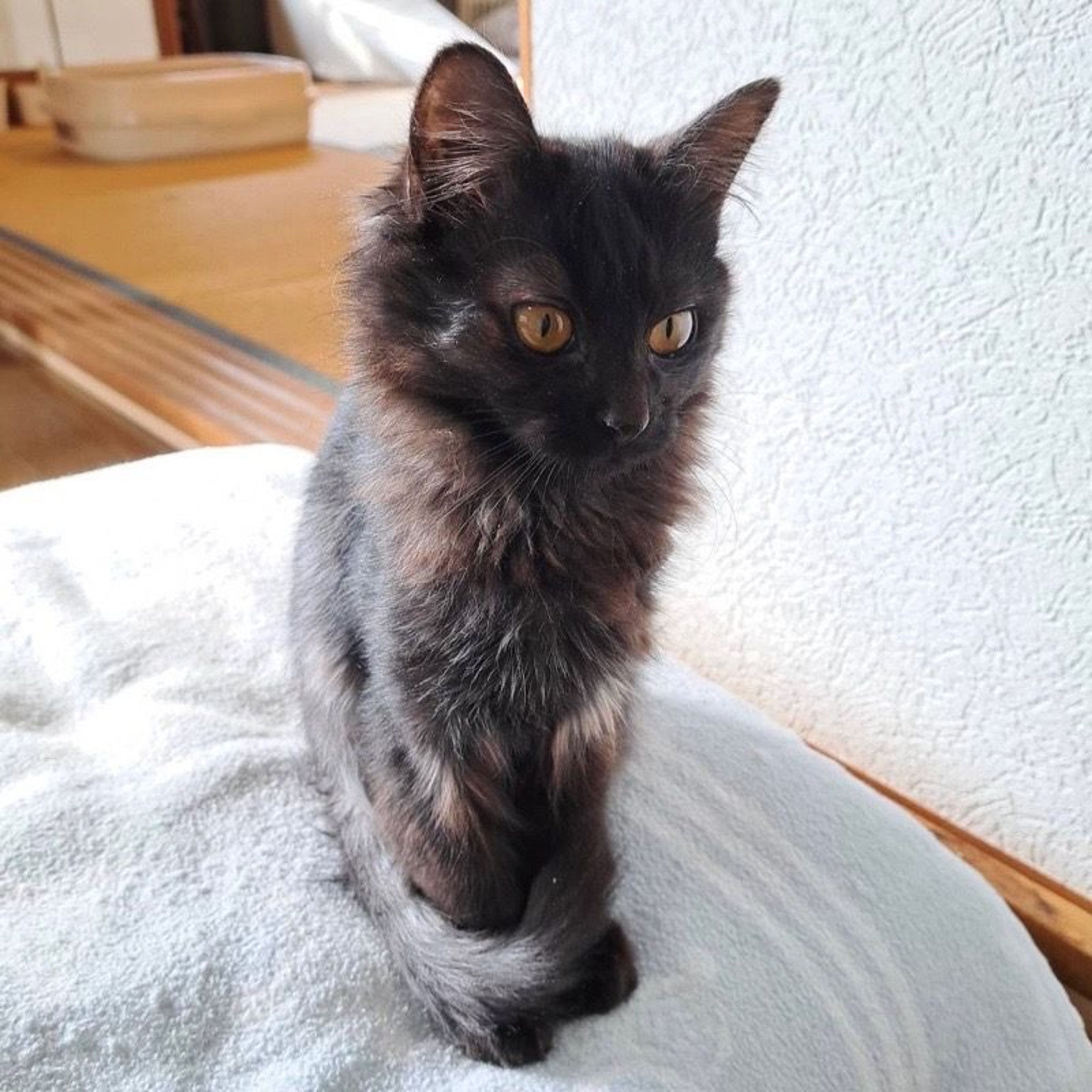 pet-image-2
