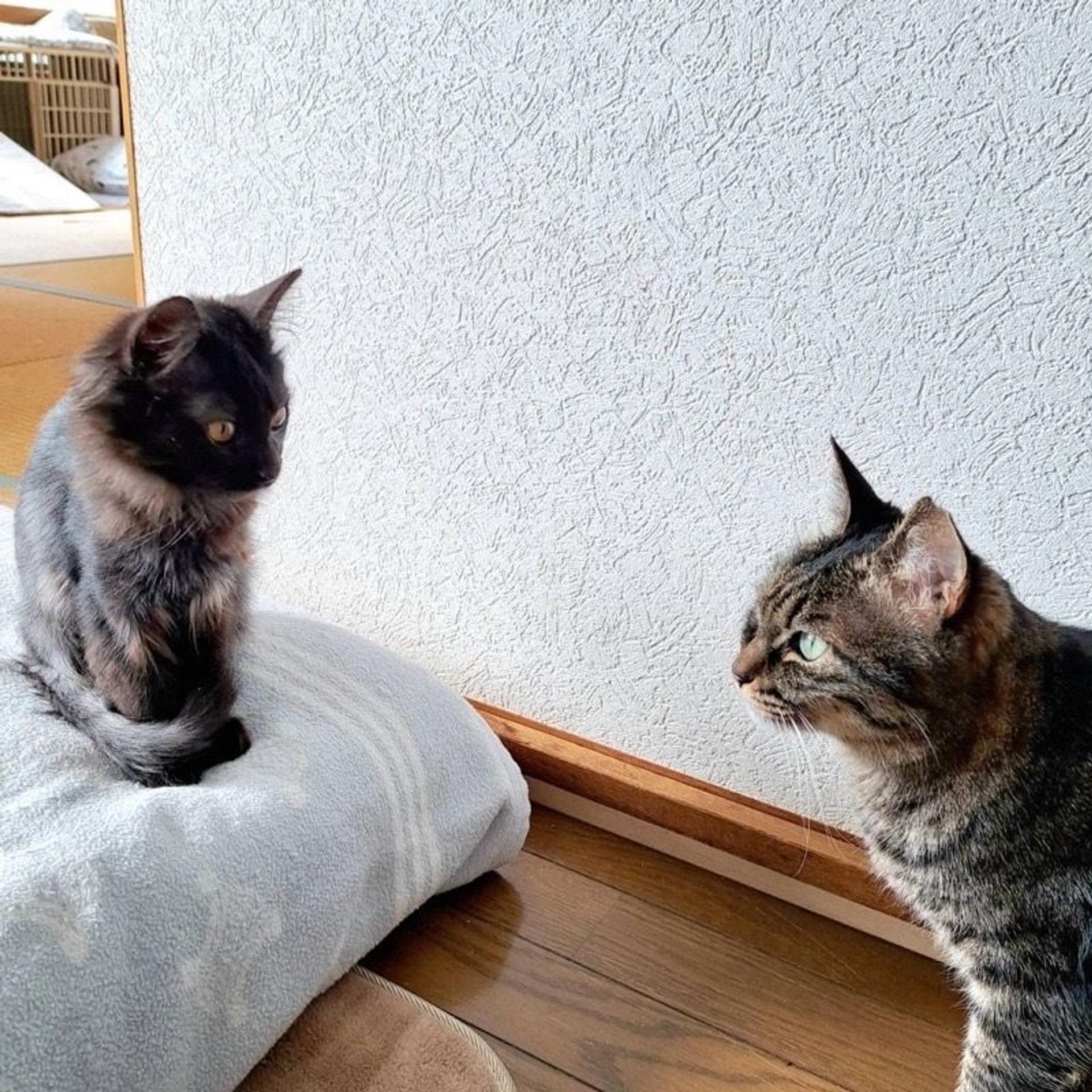 pet-image-6