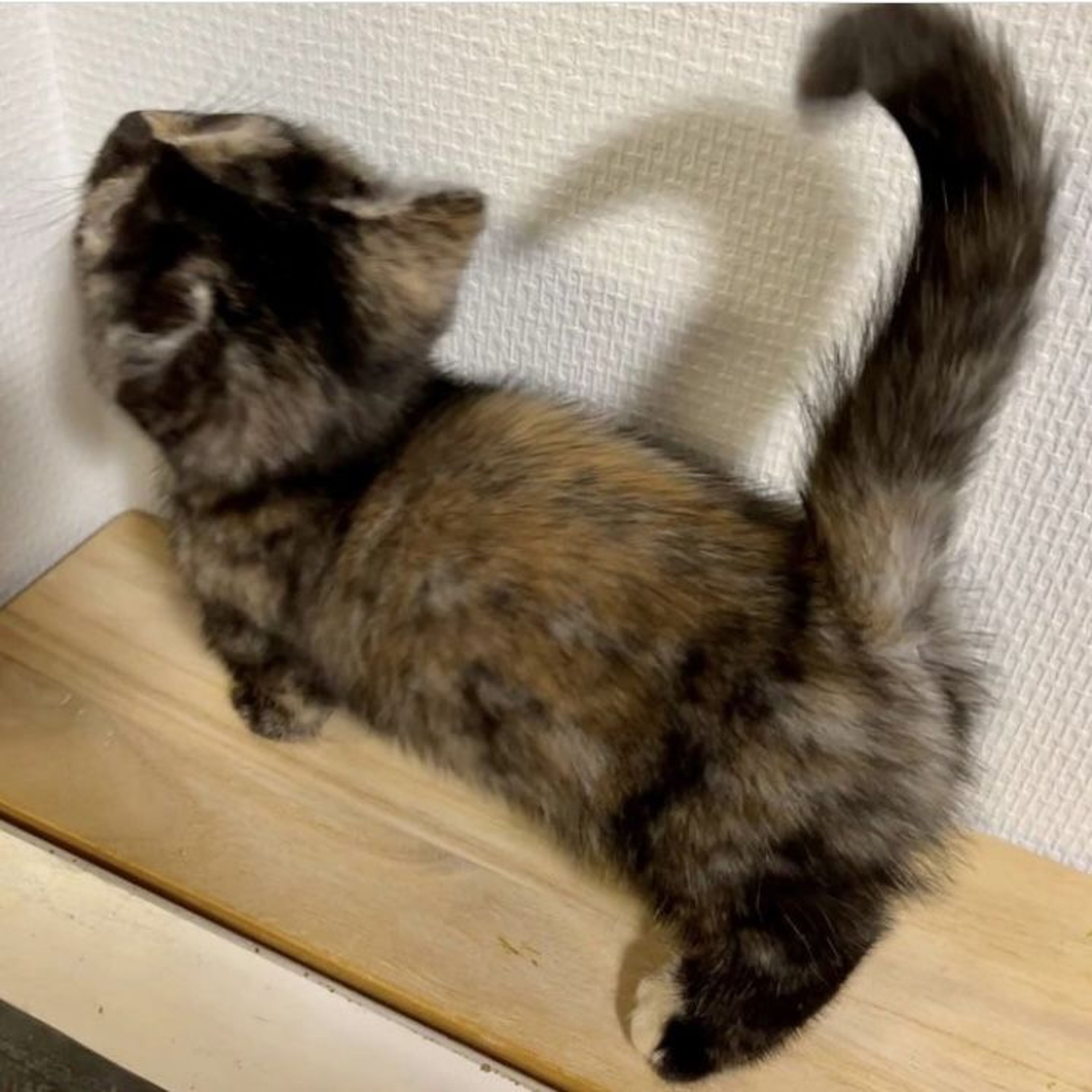 pet-image-4