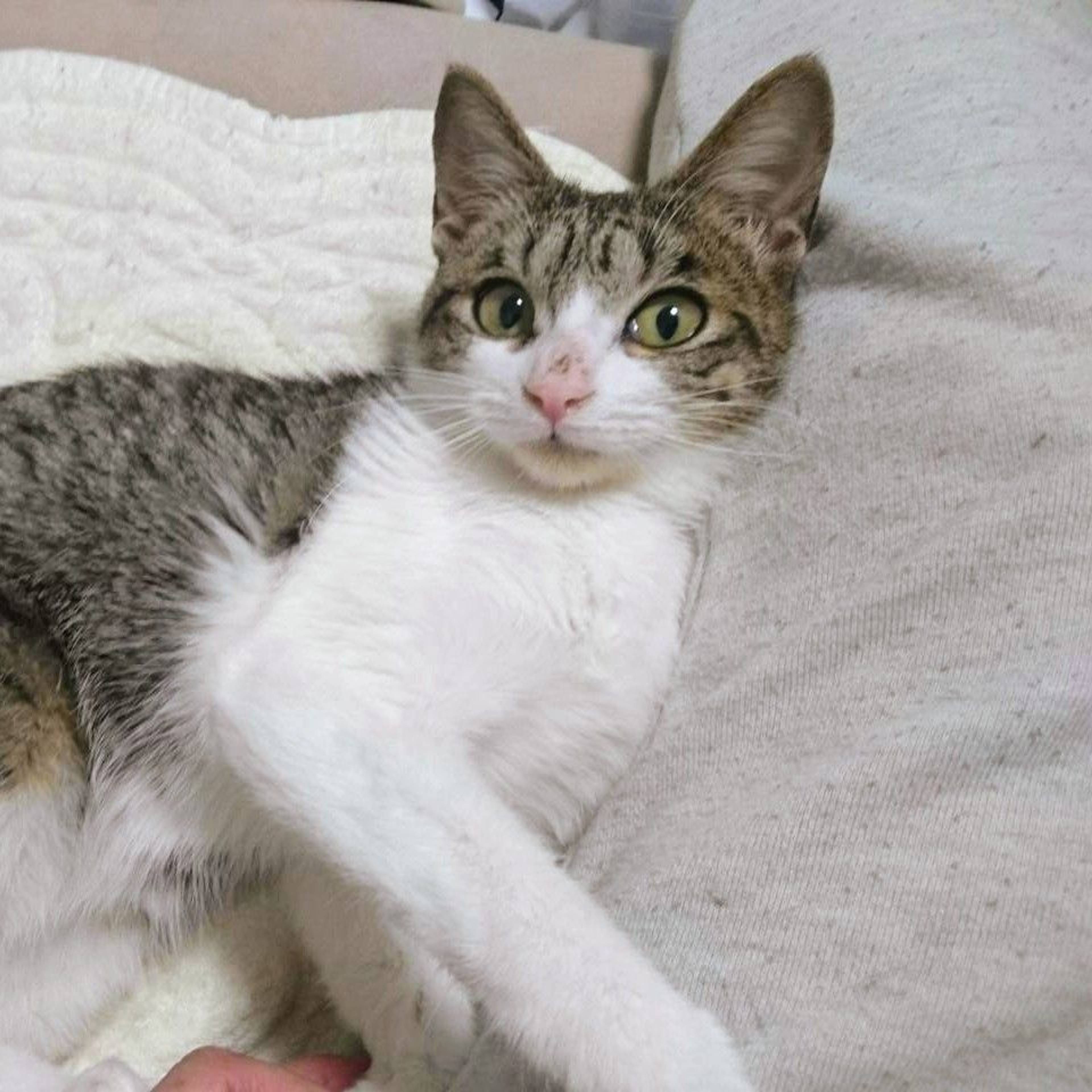 雑種（ミックス猫）・メスの里親募集の写真