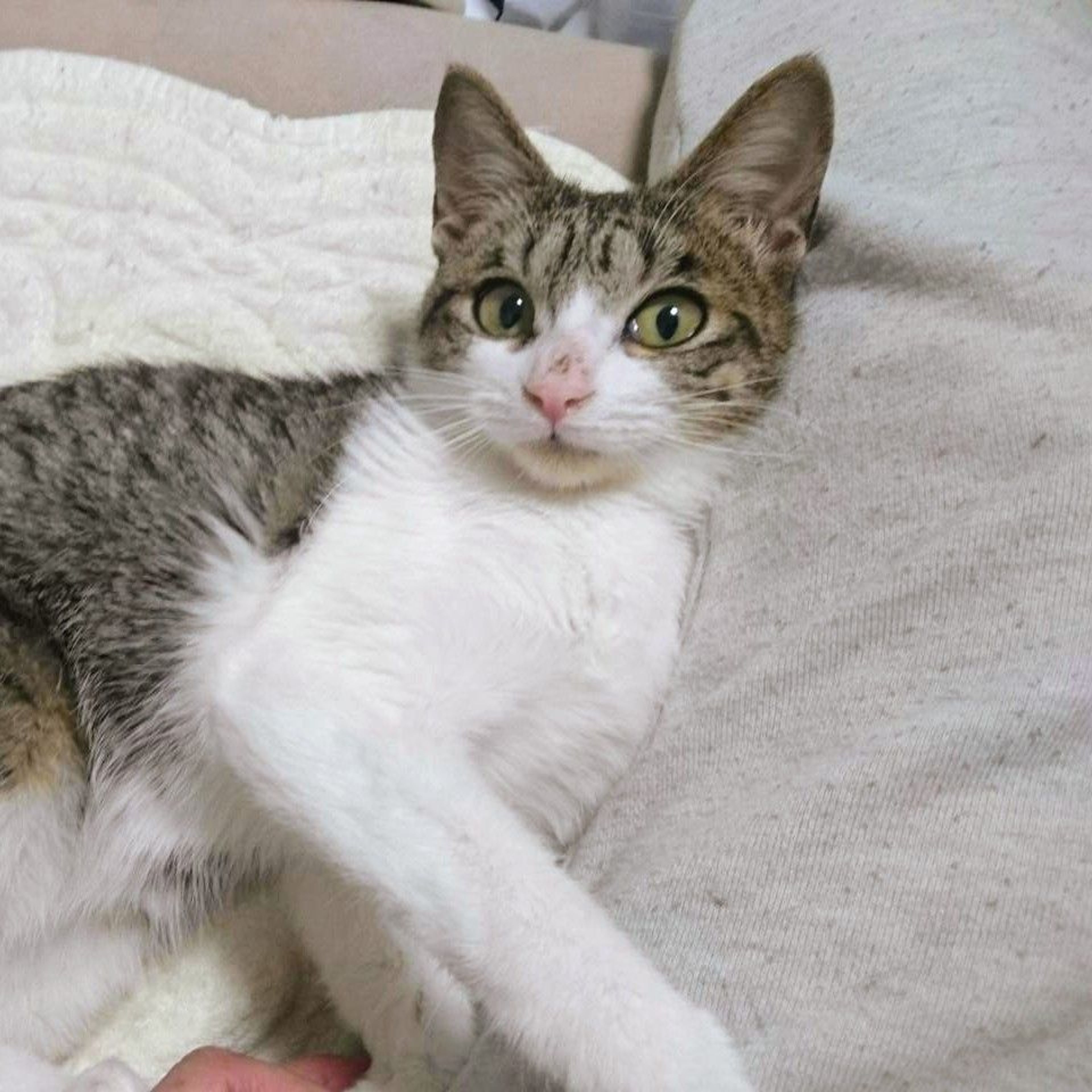 雑種（ミックス猫）・メスの里親募集の写真