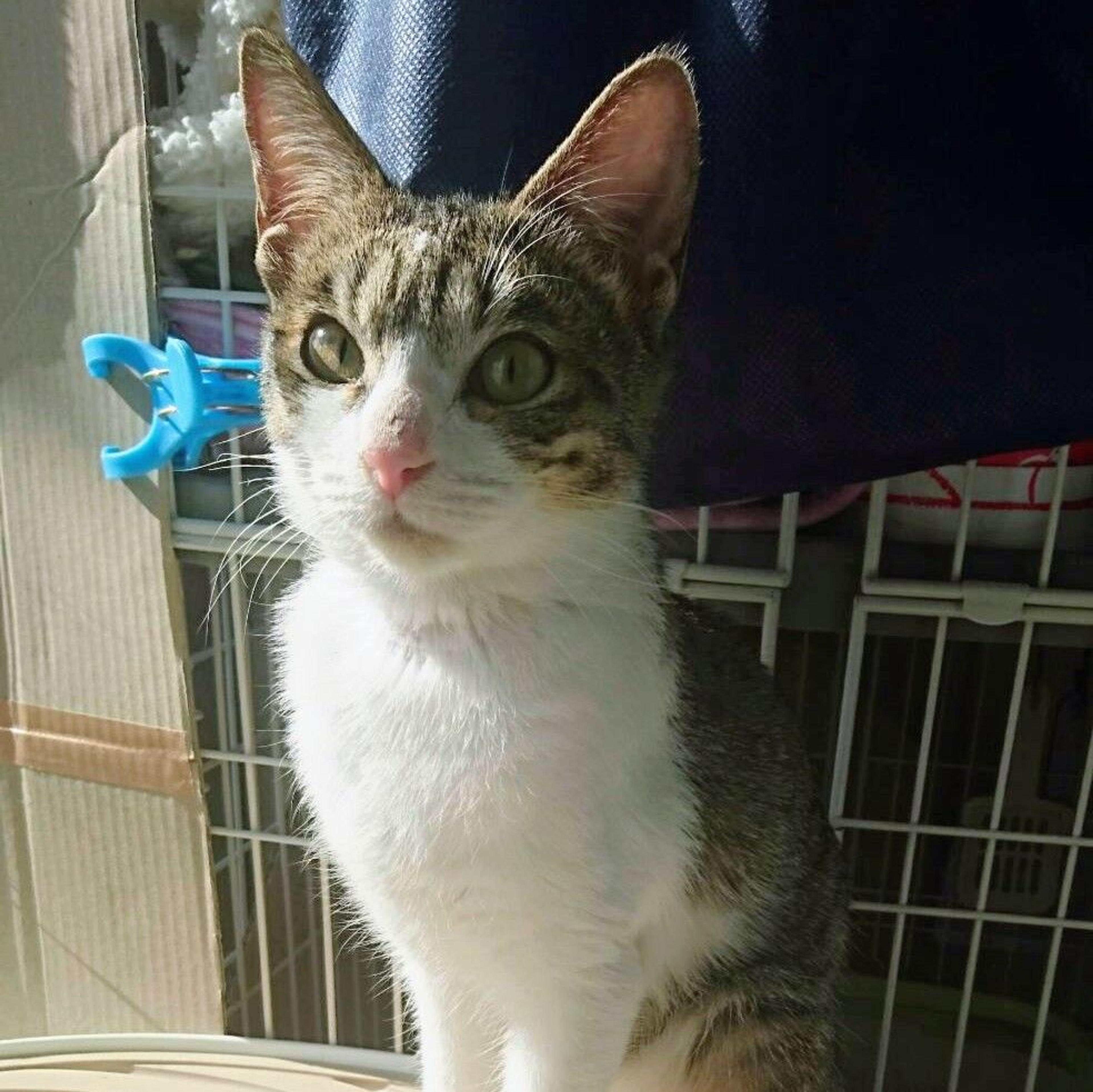 pet-image-2