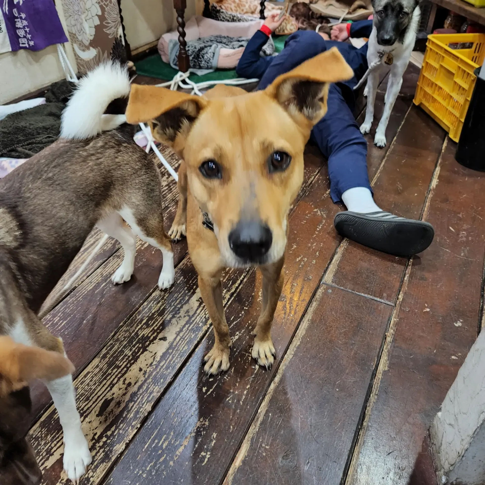雑種（ミックス犬）・メスの里親募集の写真