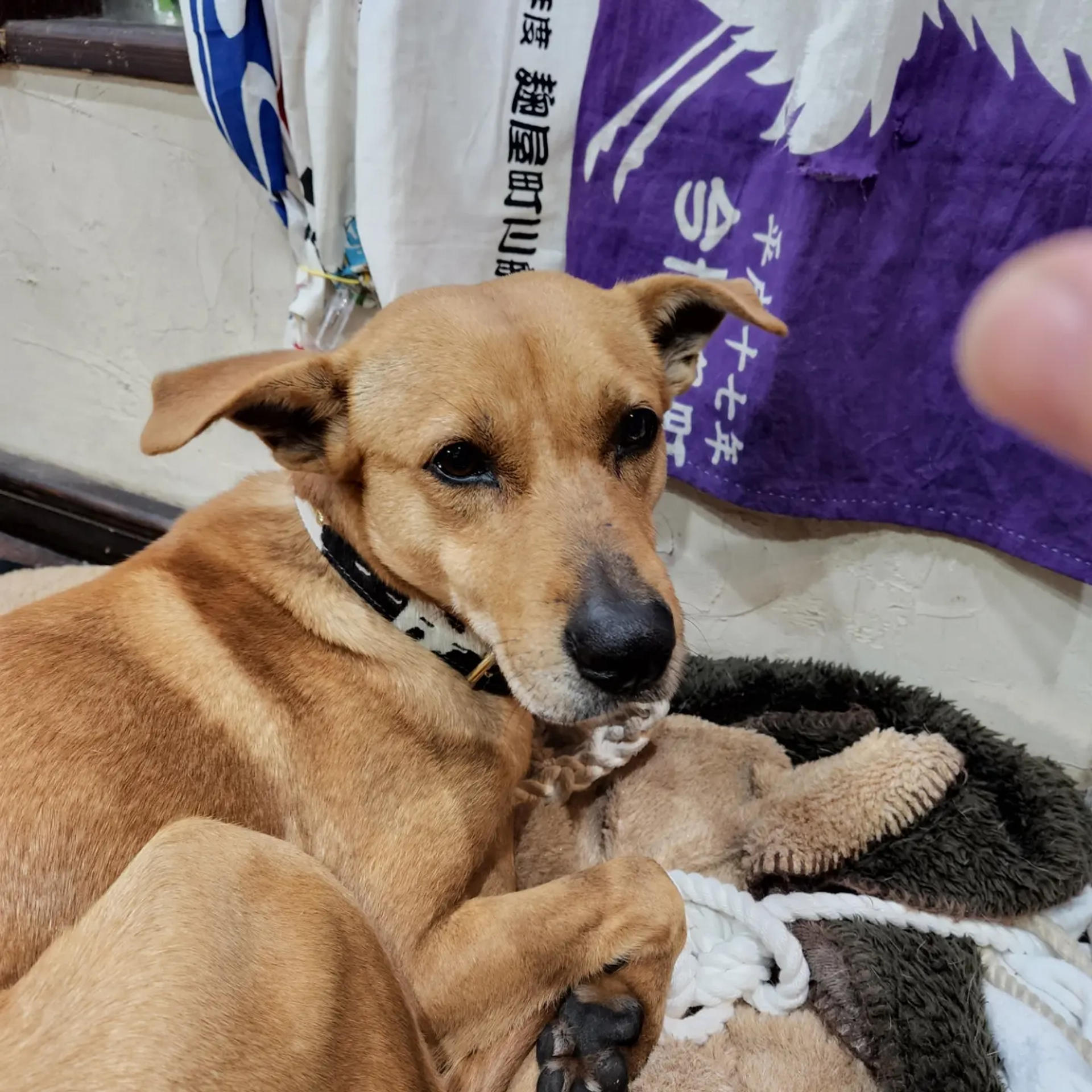 pet-image-3