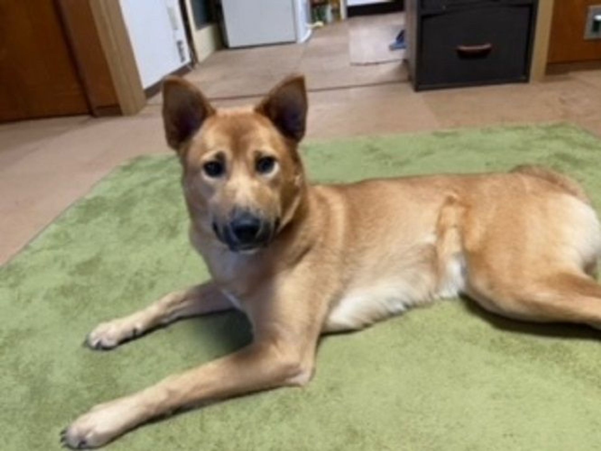 雑種（ミックス犬）・メスの里親募集の写真