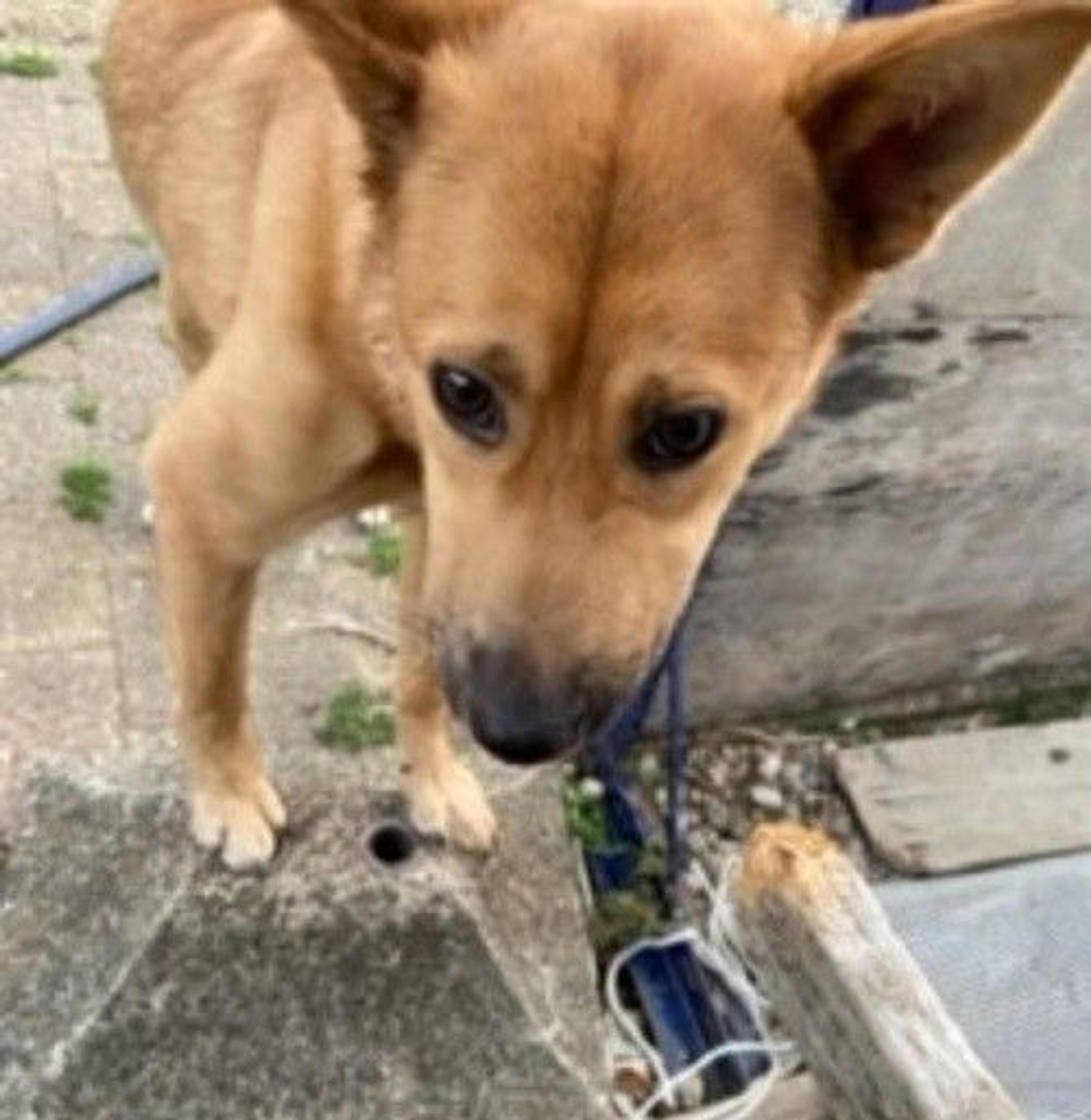 pet-image-4