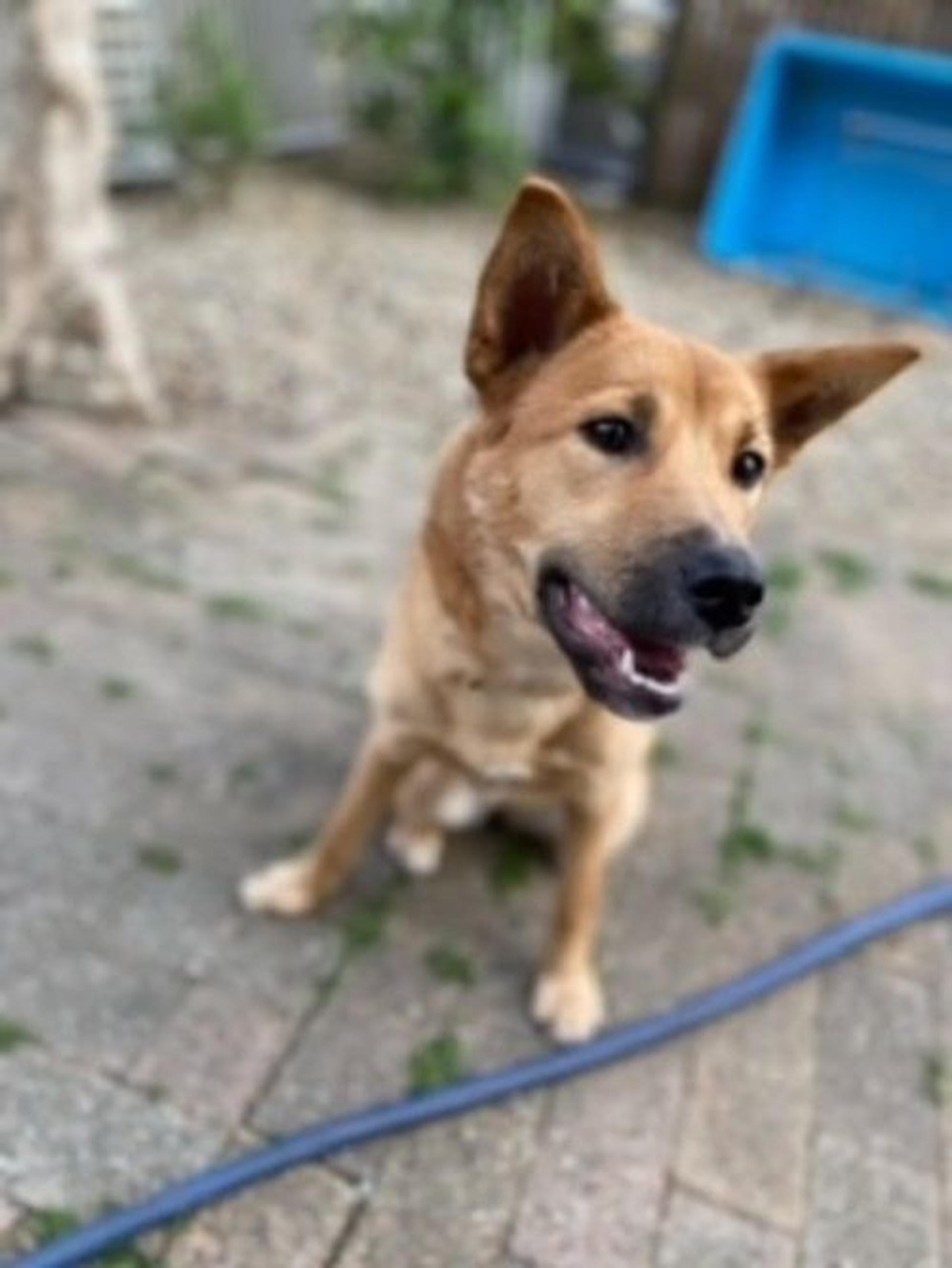 pet-image-5