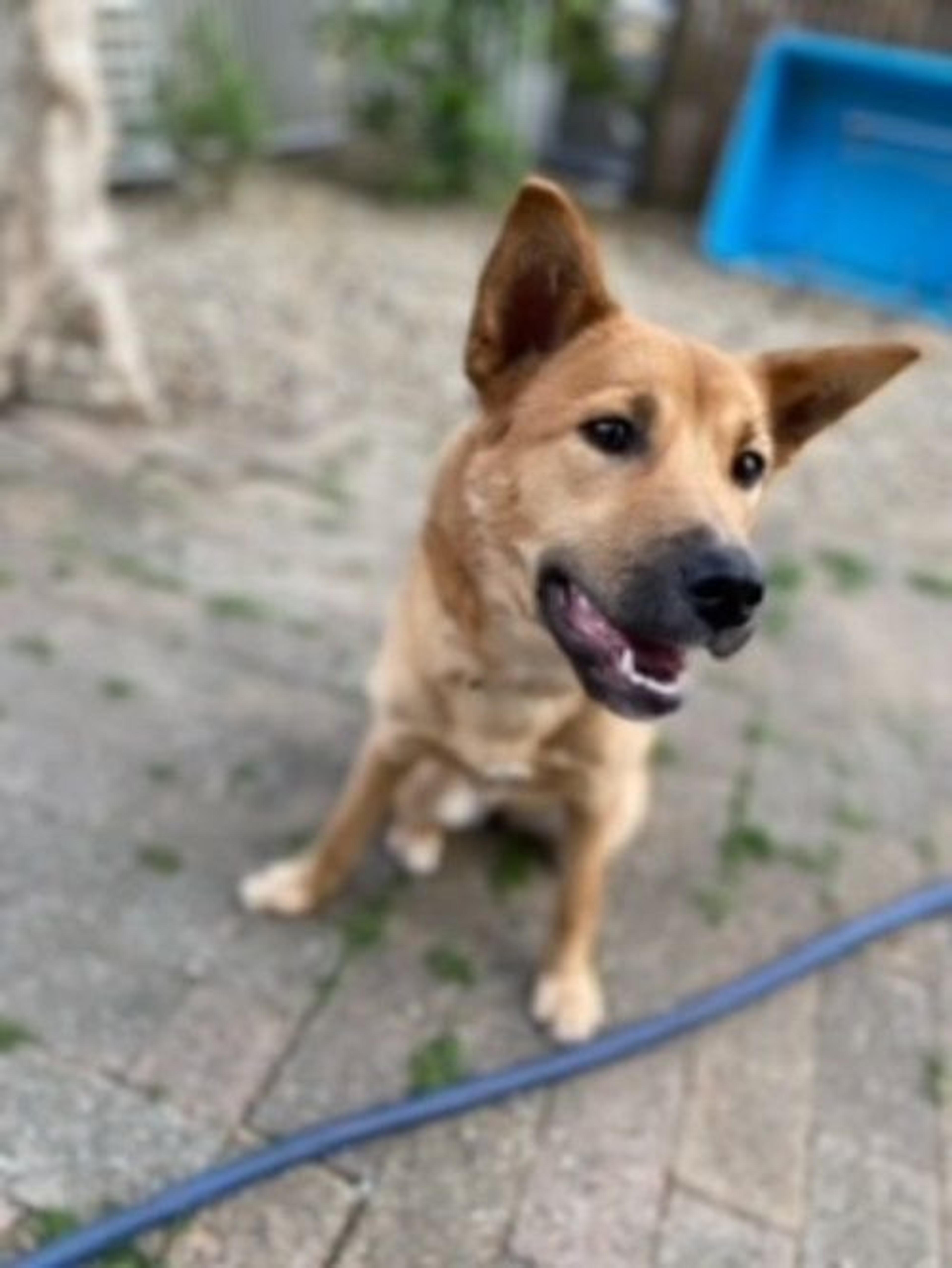 pet-image-5