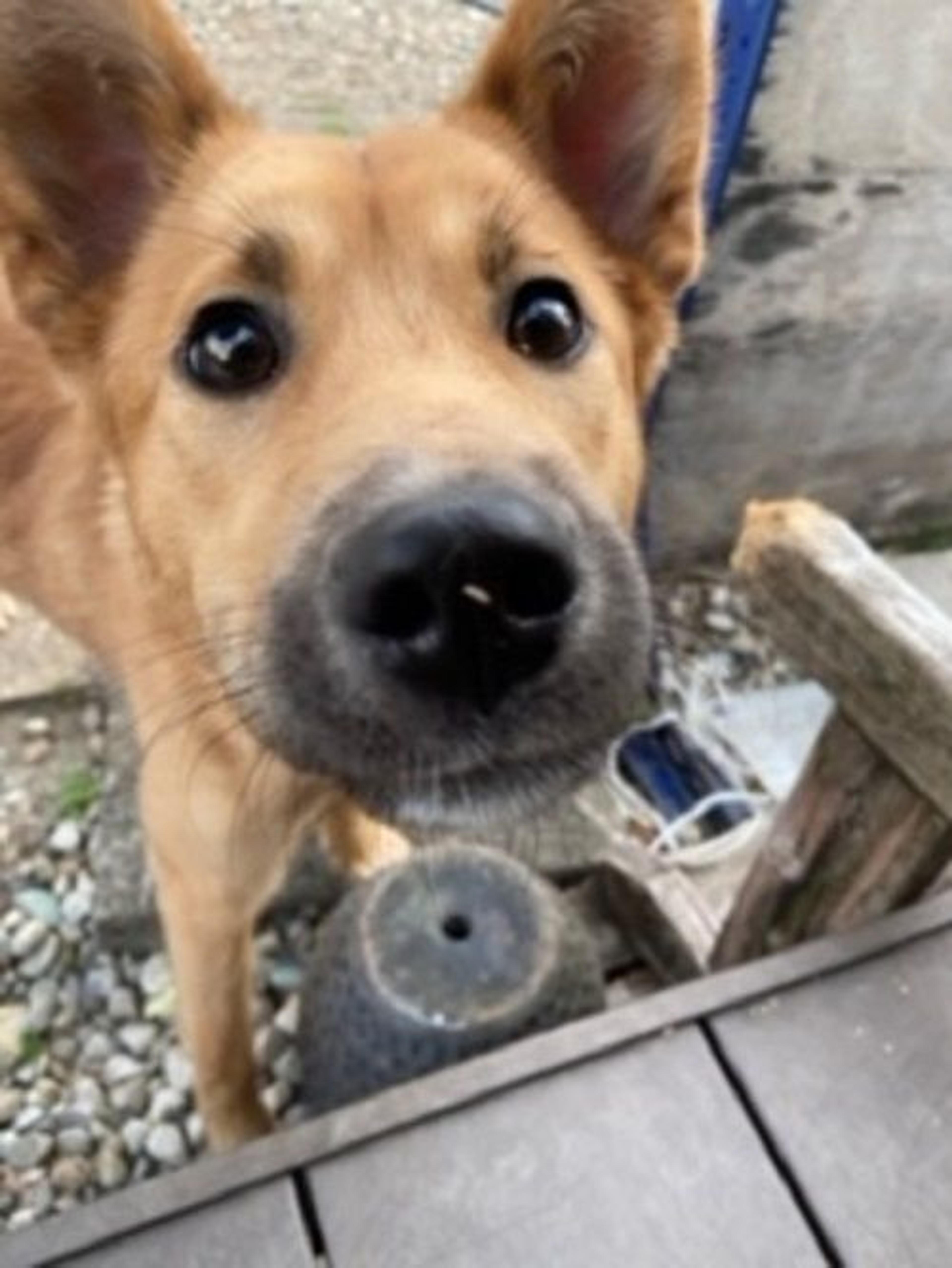 pet-image-6