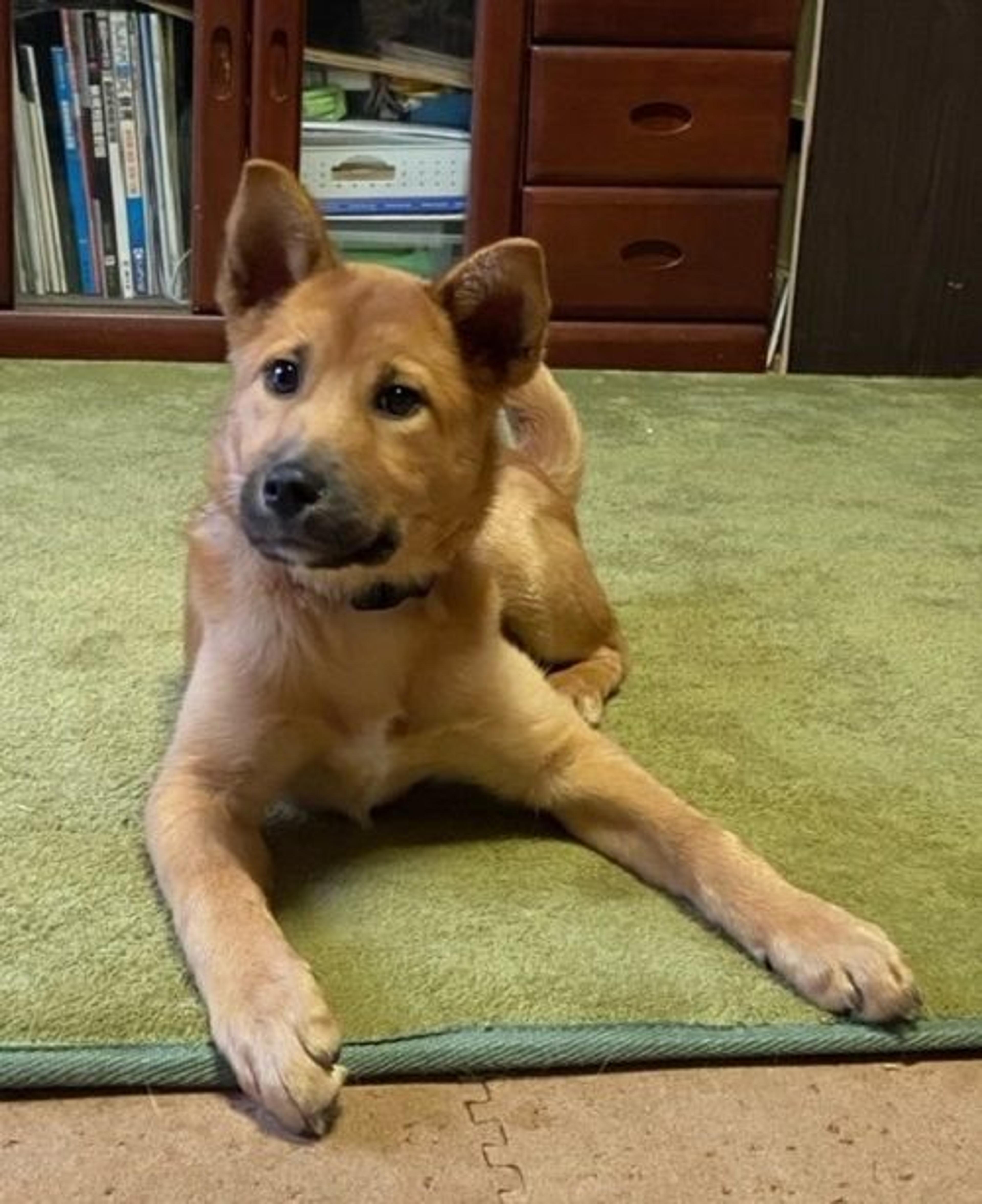 pet-image-8