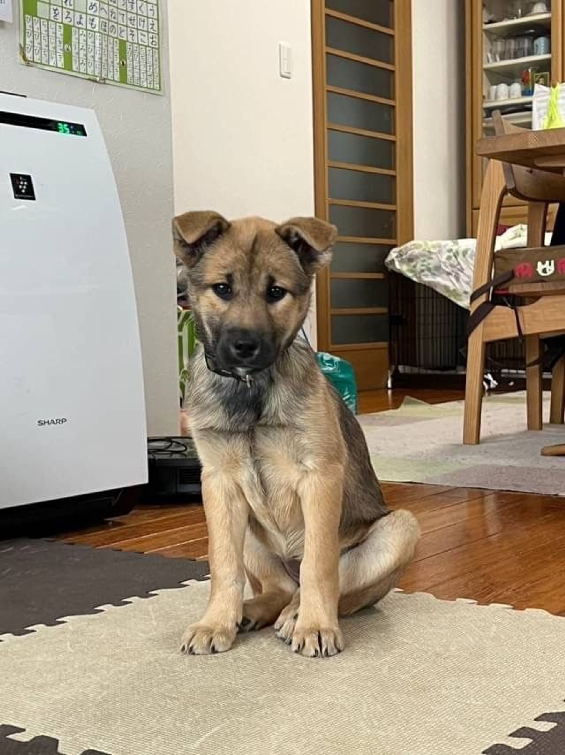 雑種（ミックス犬）・メスの里親募集の写真