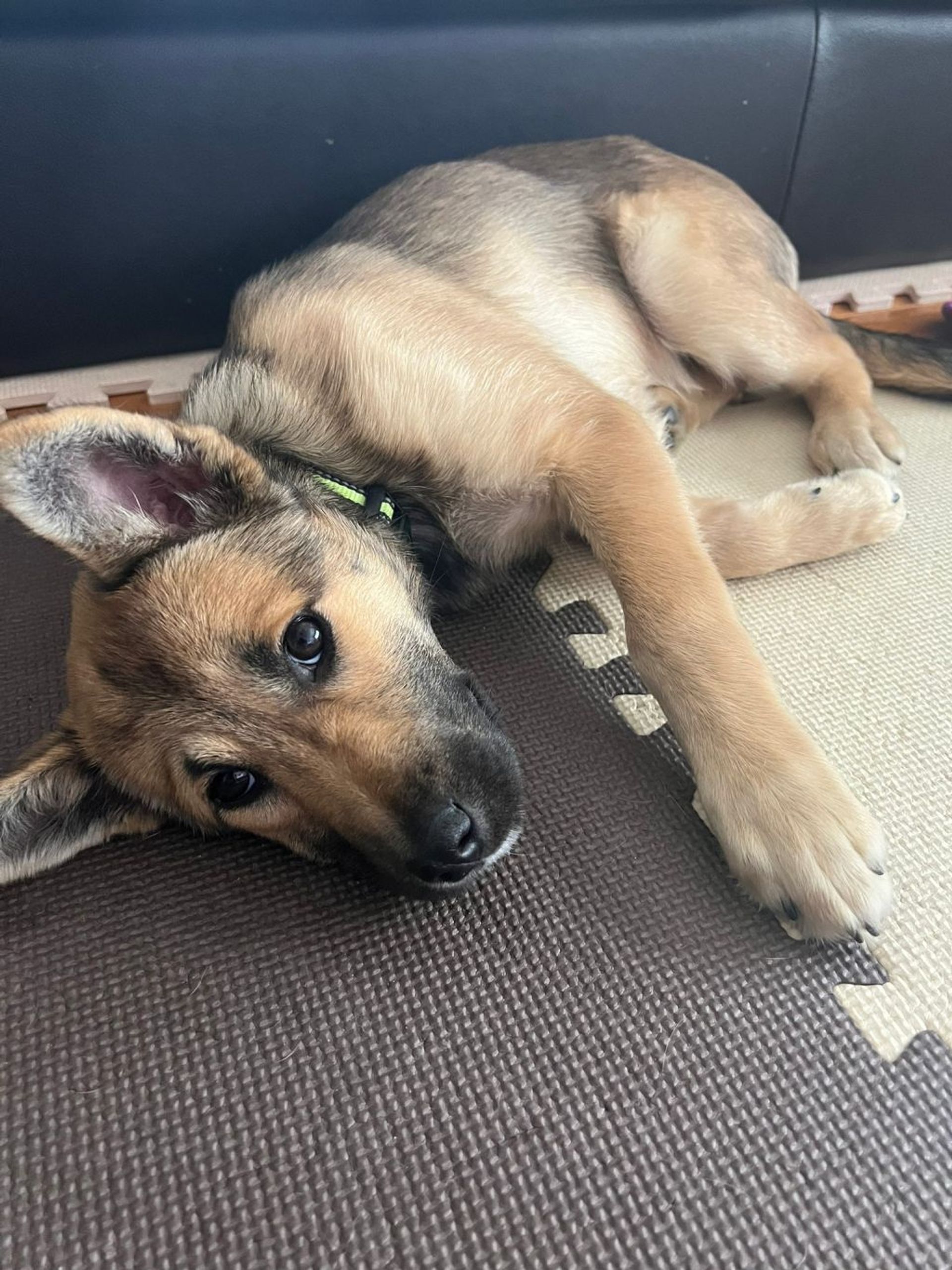 雑種（ミックス犬）・メスの里親募集の写真