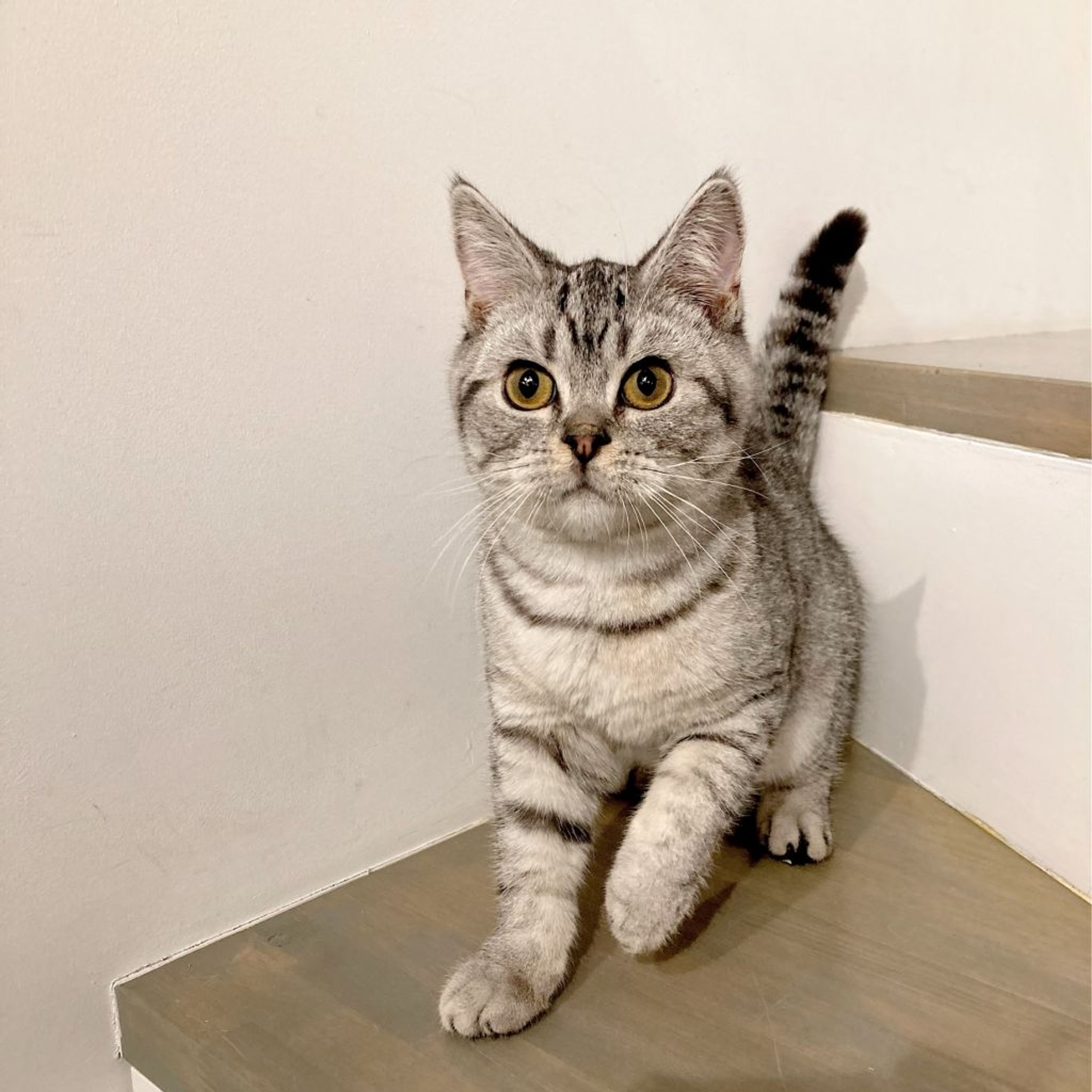 pet-image-4