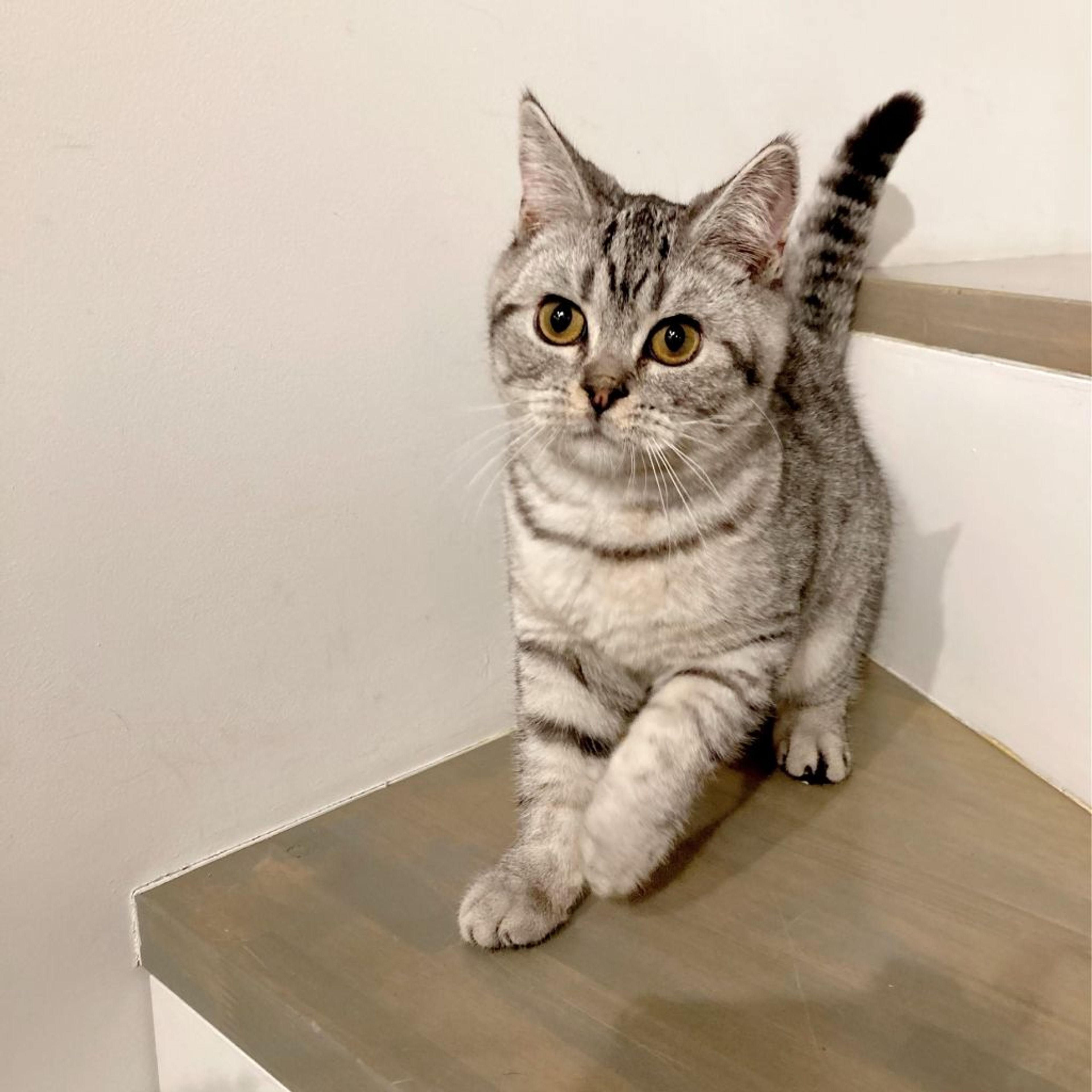 pet-image-5