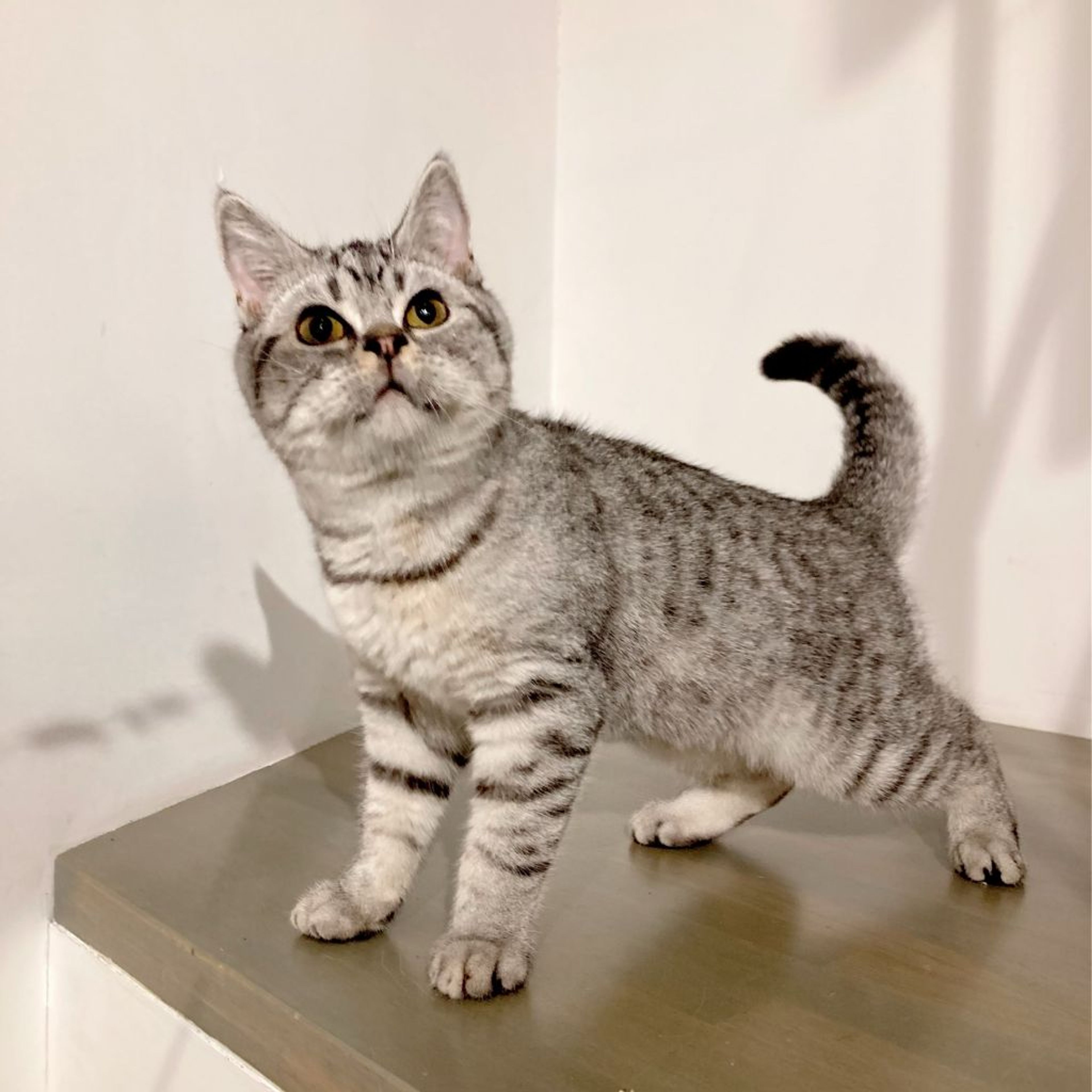 pet-image-6