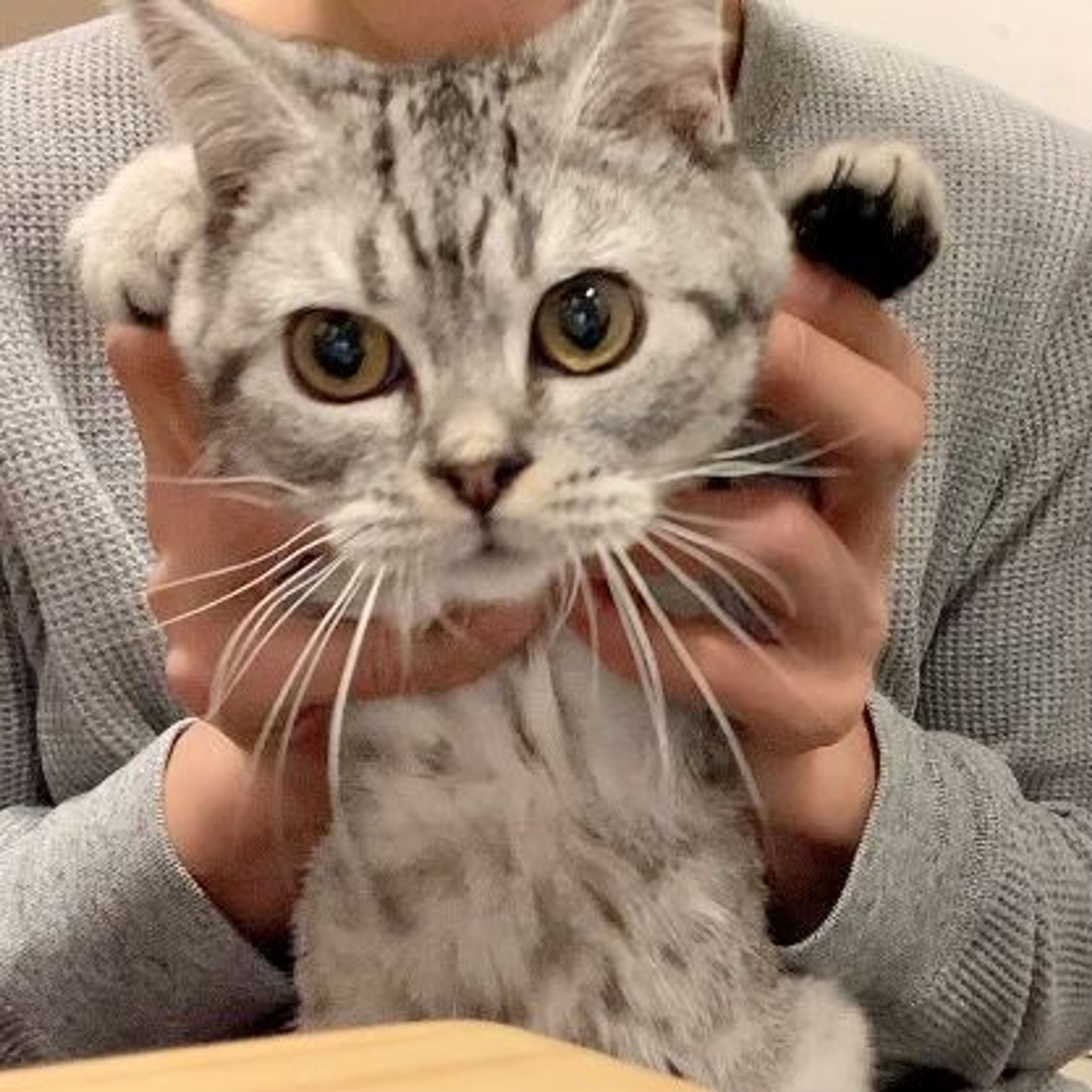 pet-image-7
