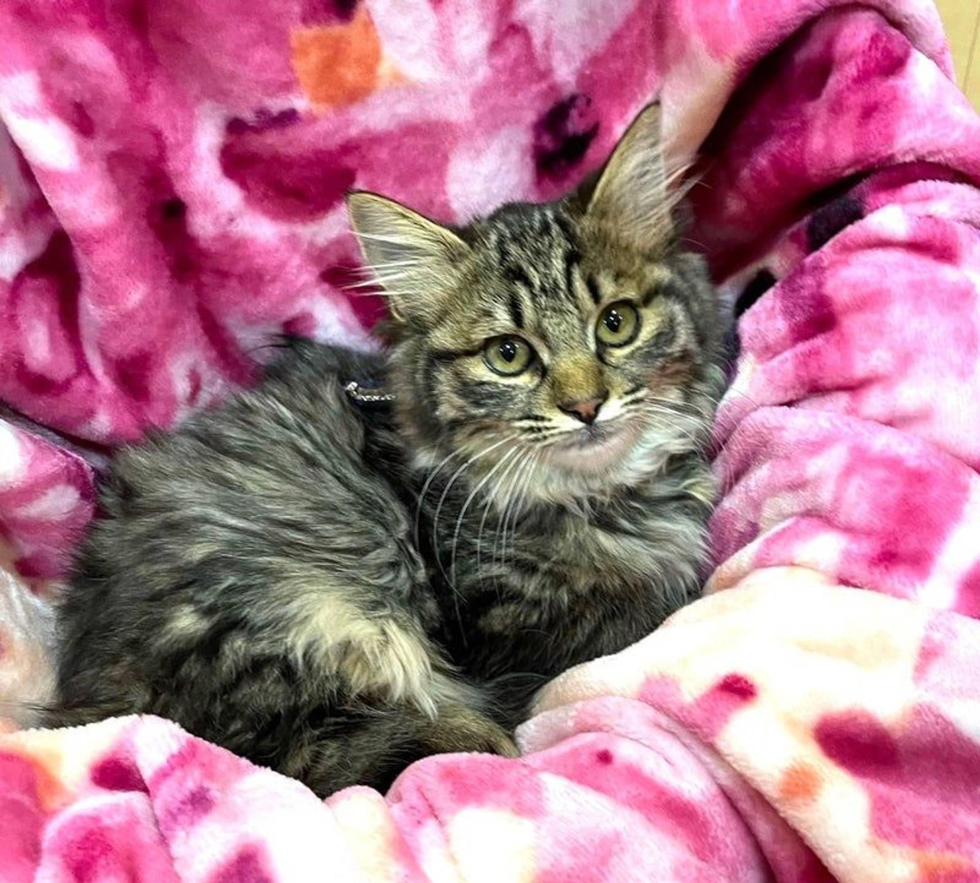 雑種（ミックス猫）・オスの里親募集の写真