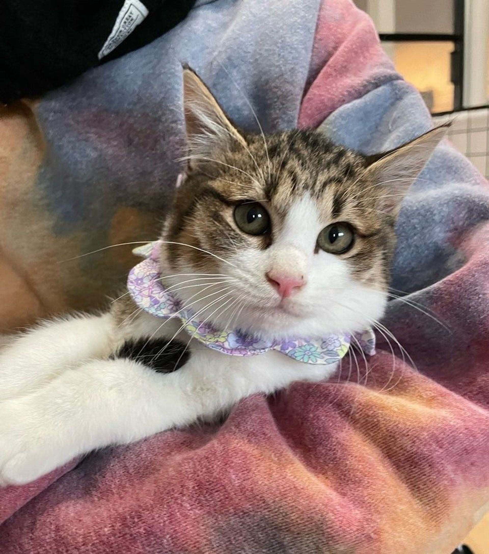 雑種（ミックス猫）・オスの里親募集の写真
