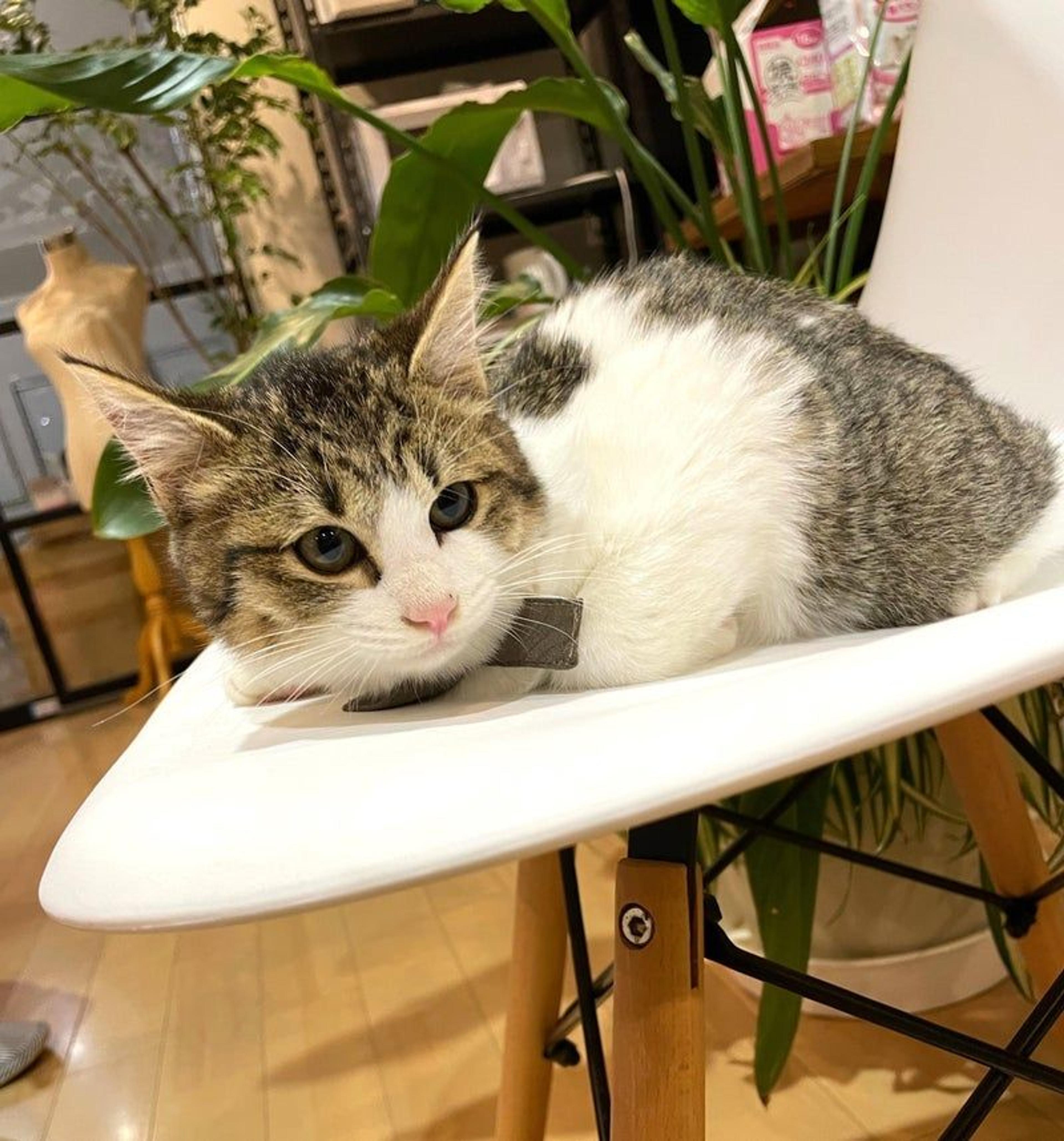pet-image-2