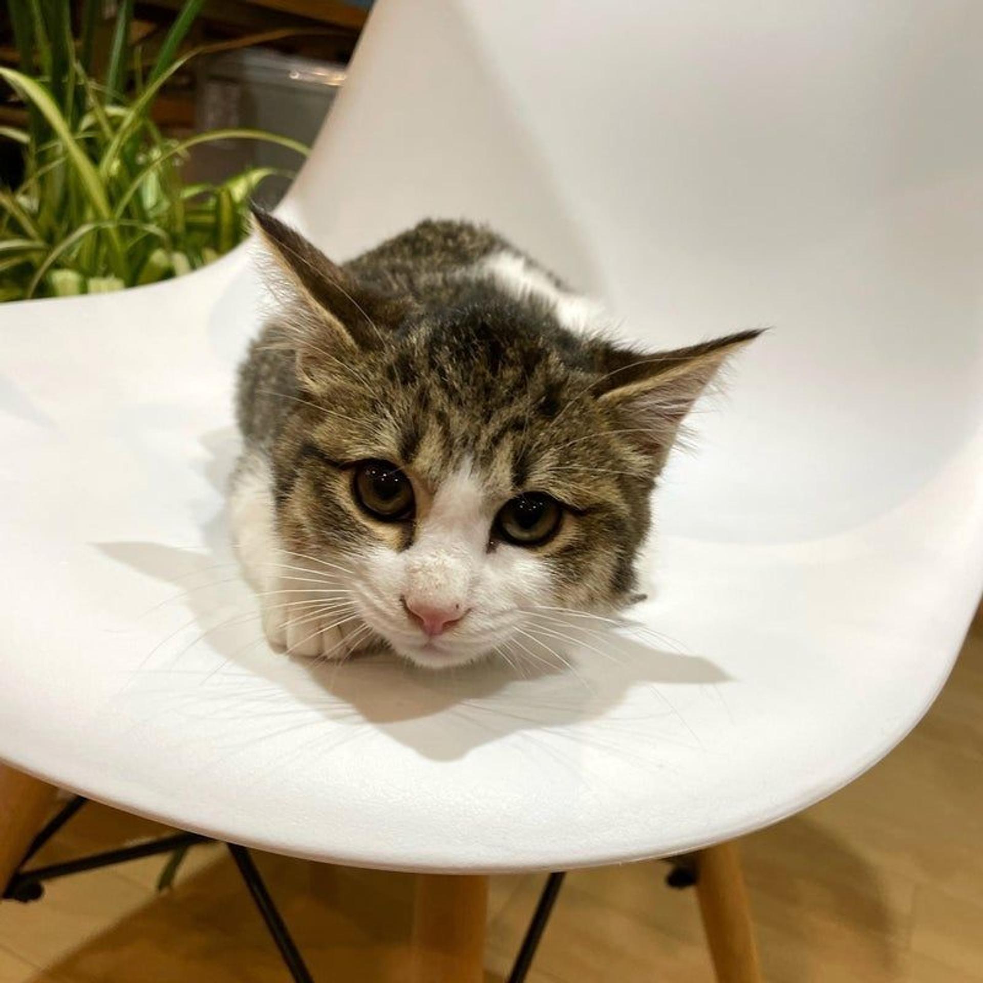 pet-image-3