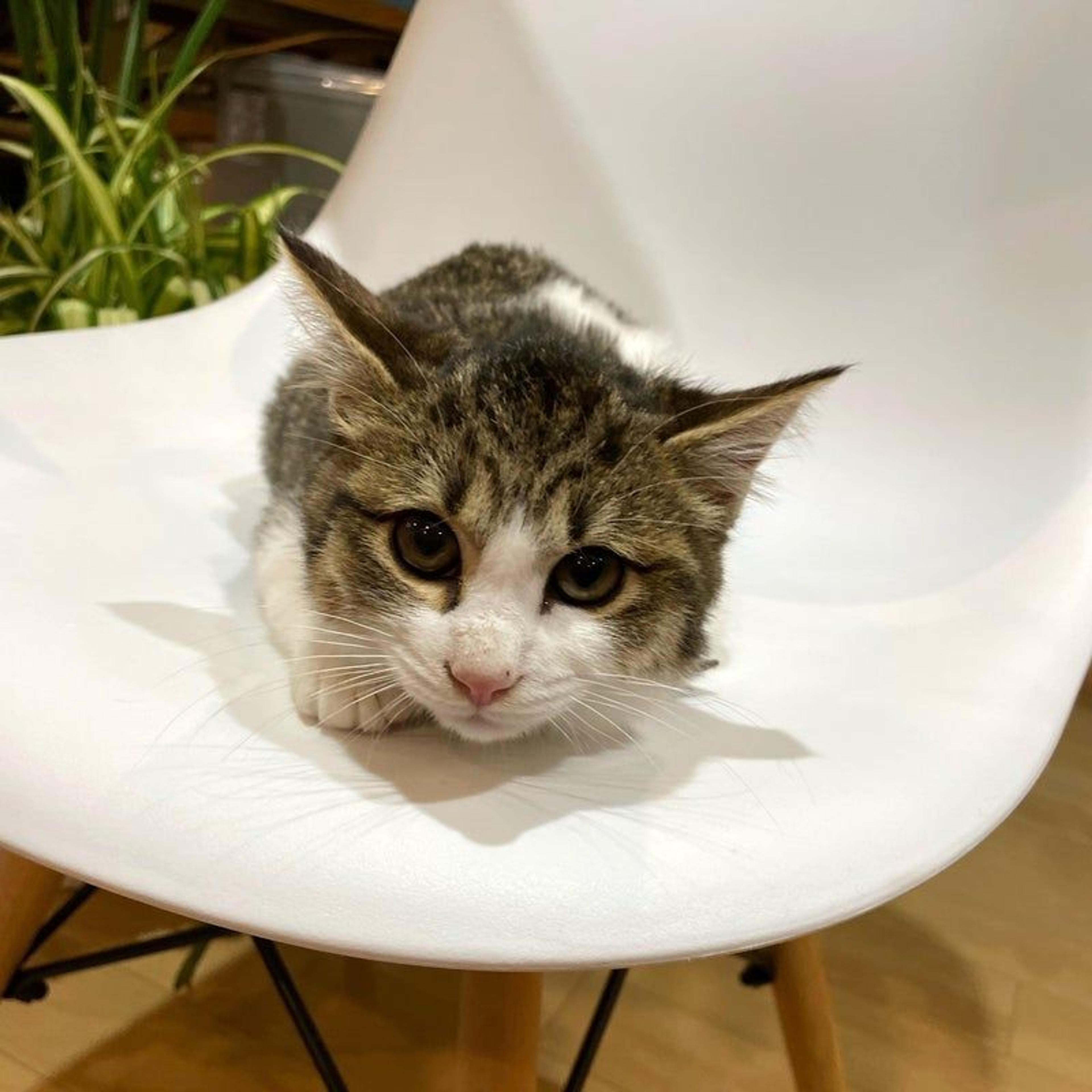 pet-image-3