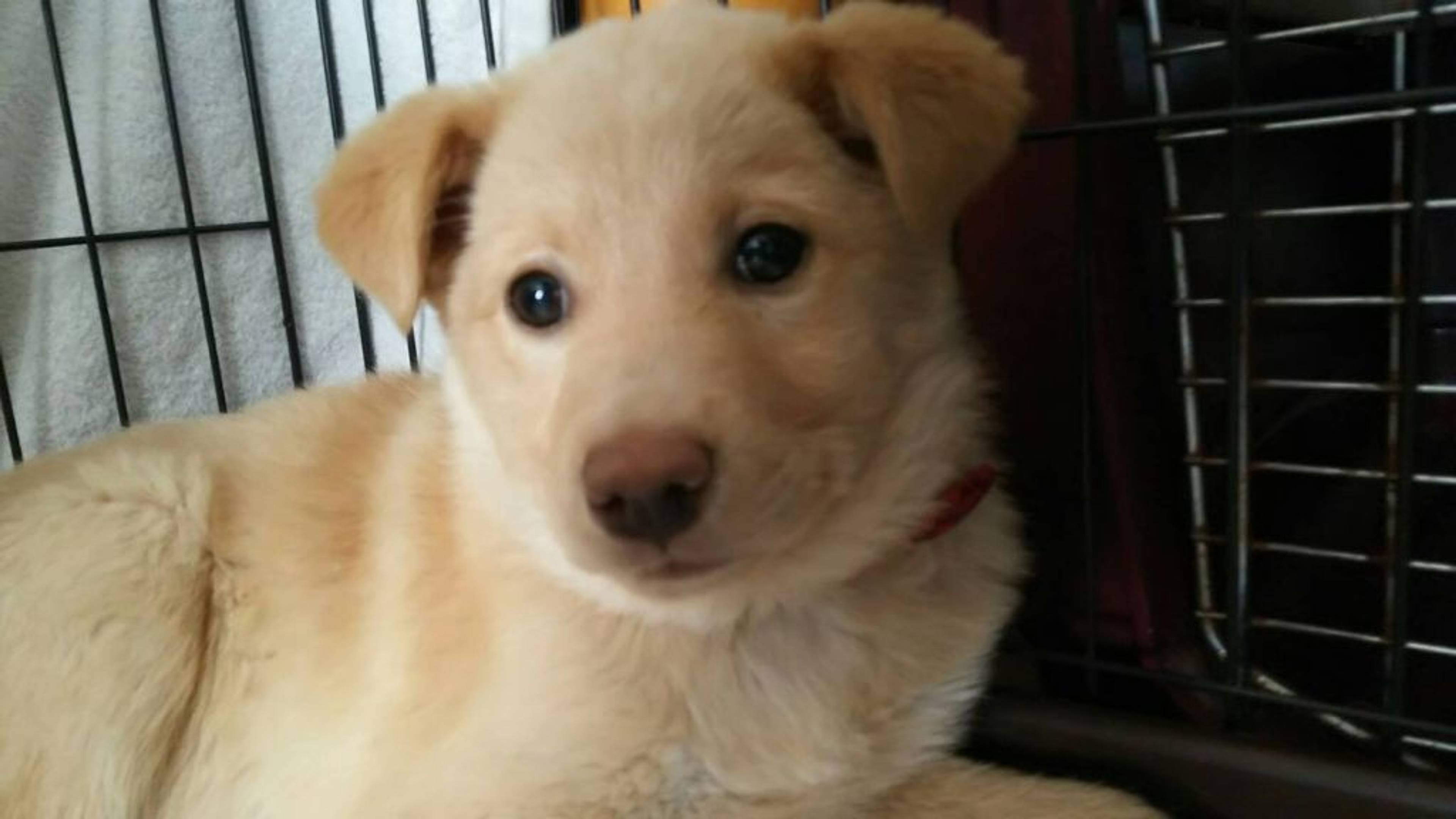 雑種（ミックス犬）・メスの里親募集の写真